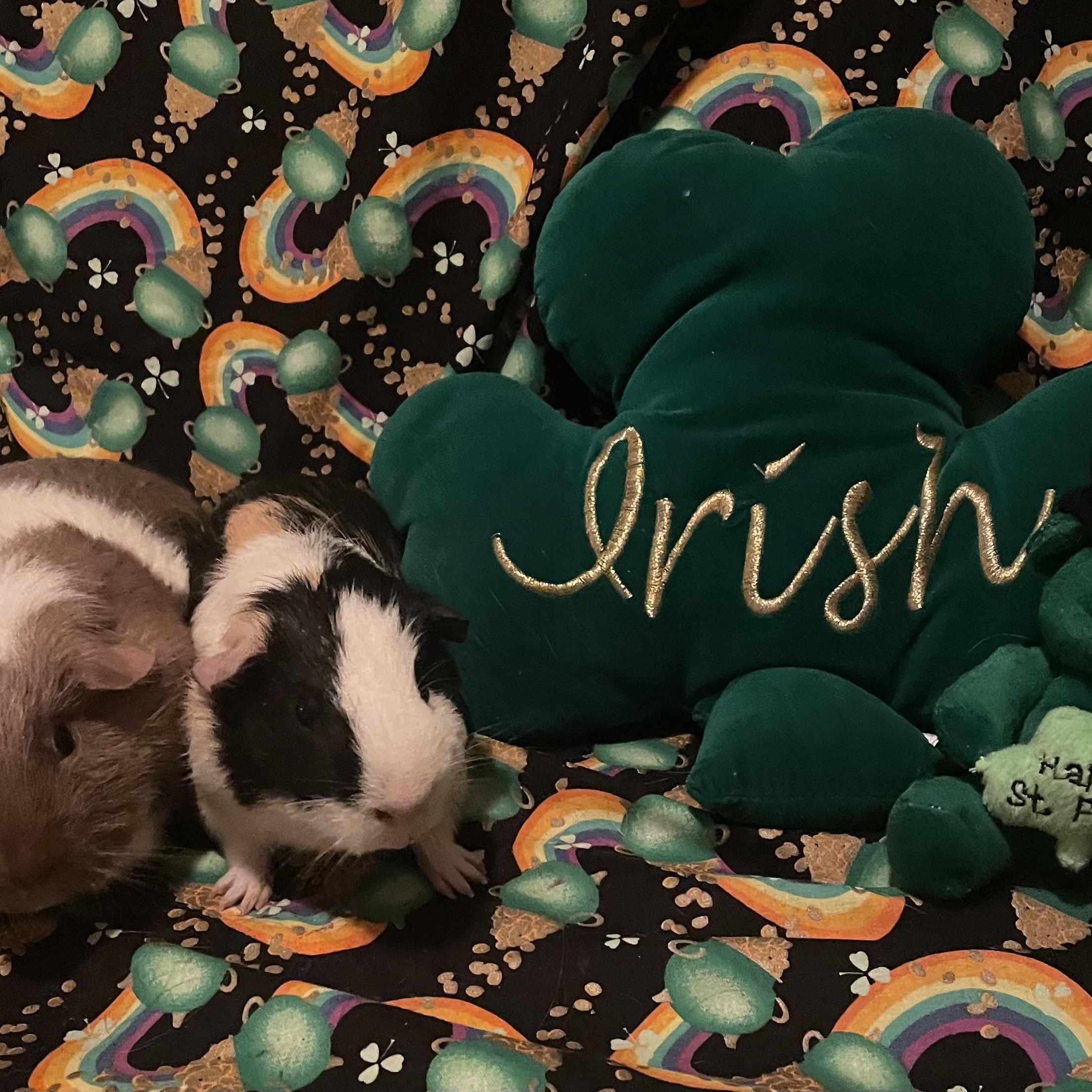 James and Issac, ADOPTABLE, Adult Male Guinea Pig.