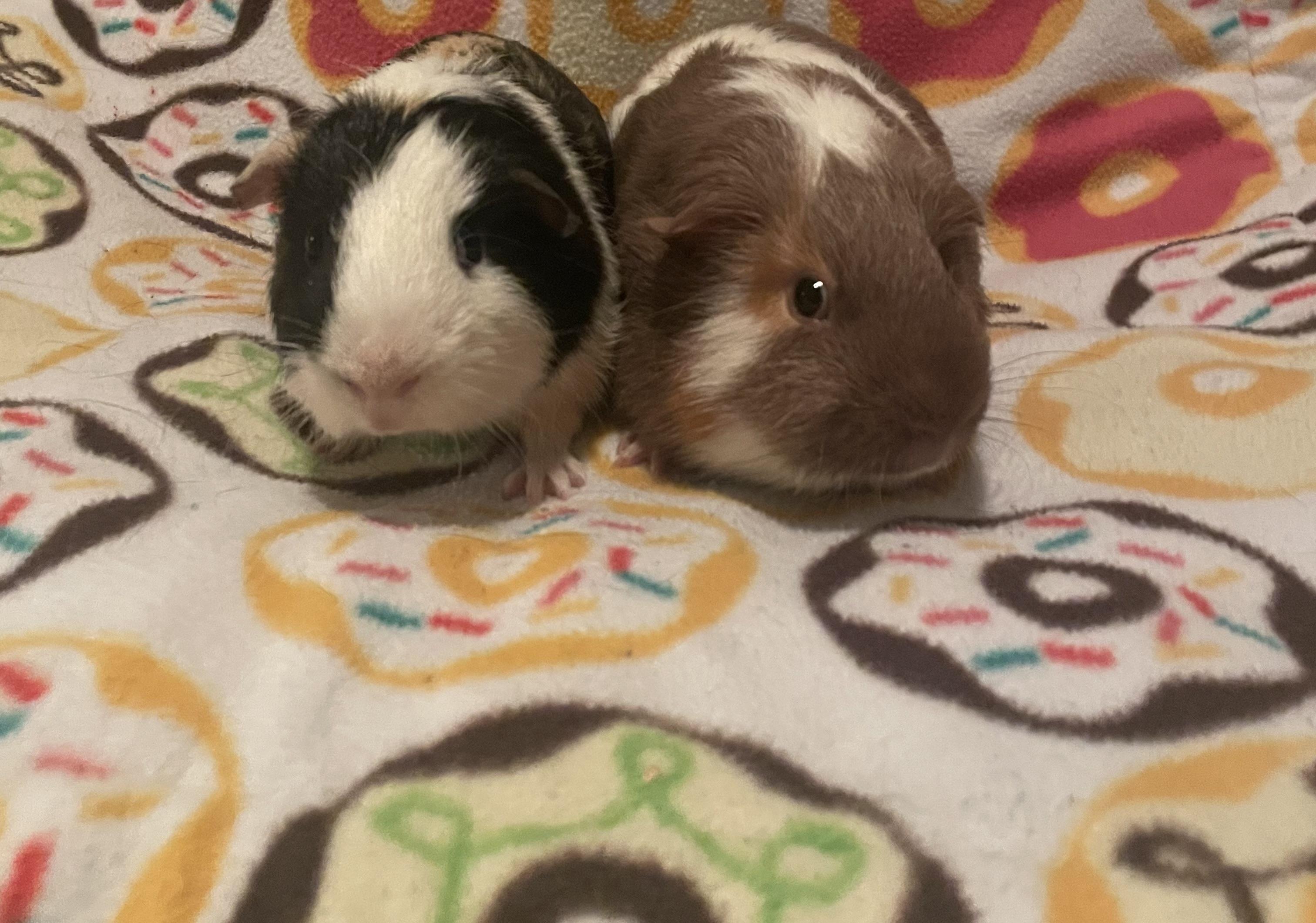 Enlarge James and Issac, a ADOPTABLE Guinea Pig in Berlin, CT image 2/2