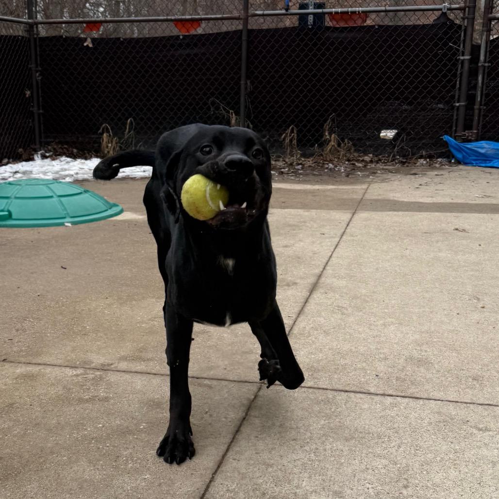 Enlarge Licorice, a Adoptable mixed breed in Grand Rapids, MI image 1/3