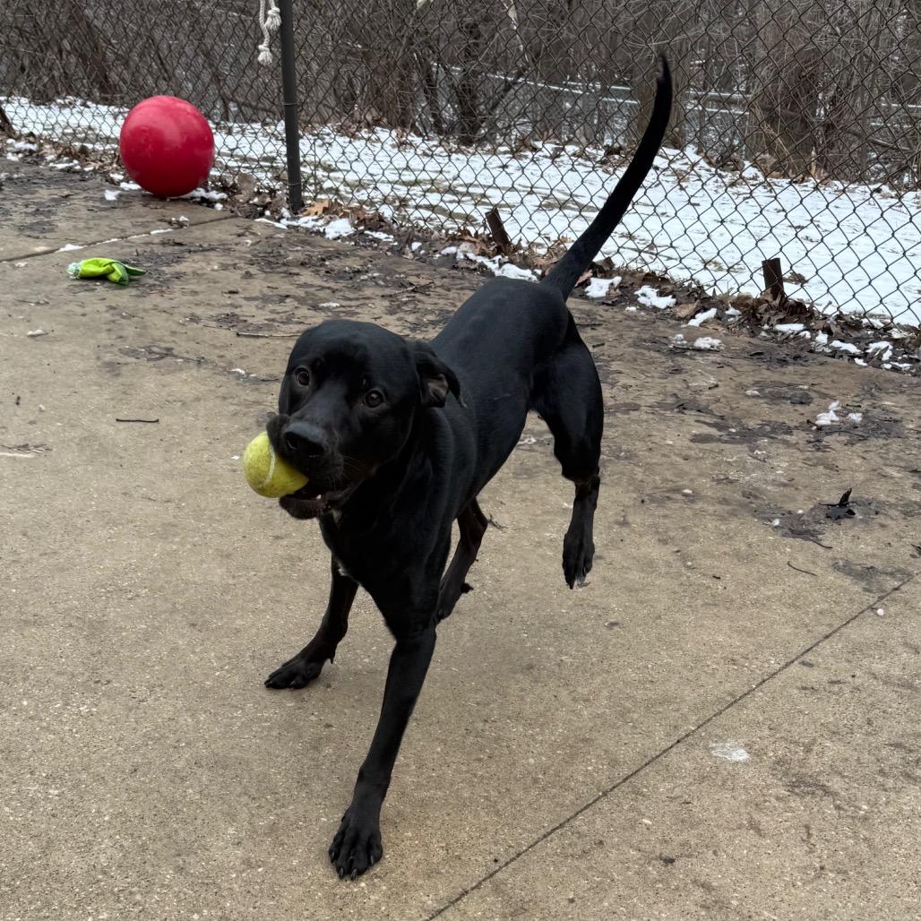 Enlarge Licorice, a Adoptable mixed breed in Grand Rapids, MI image 2/3