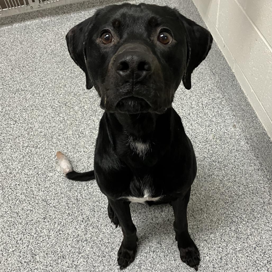 Enlarge Licorice, a Adoptable mixed breed in Grand Rapids, MI image 3/3