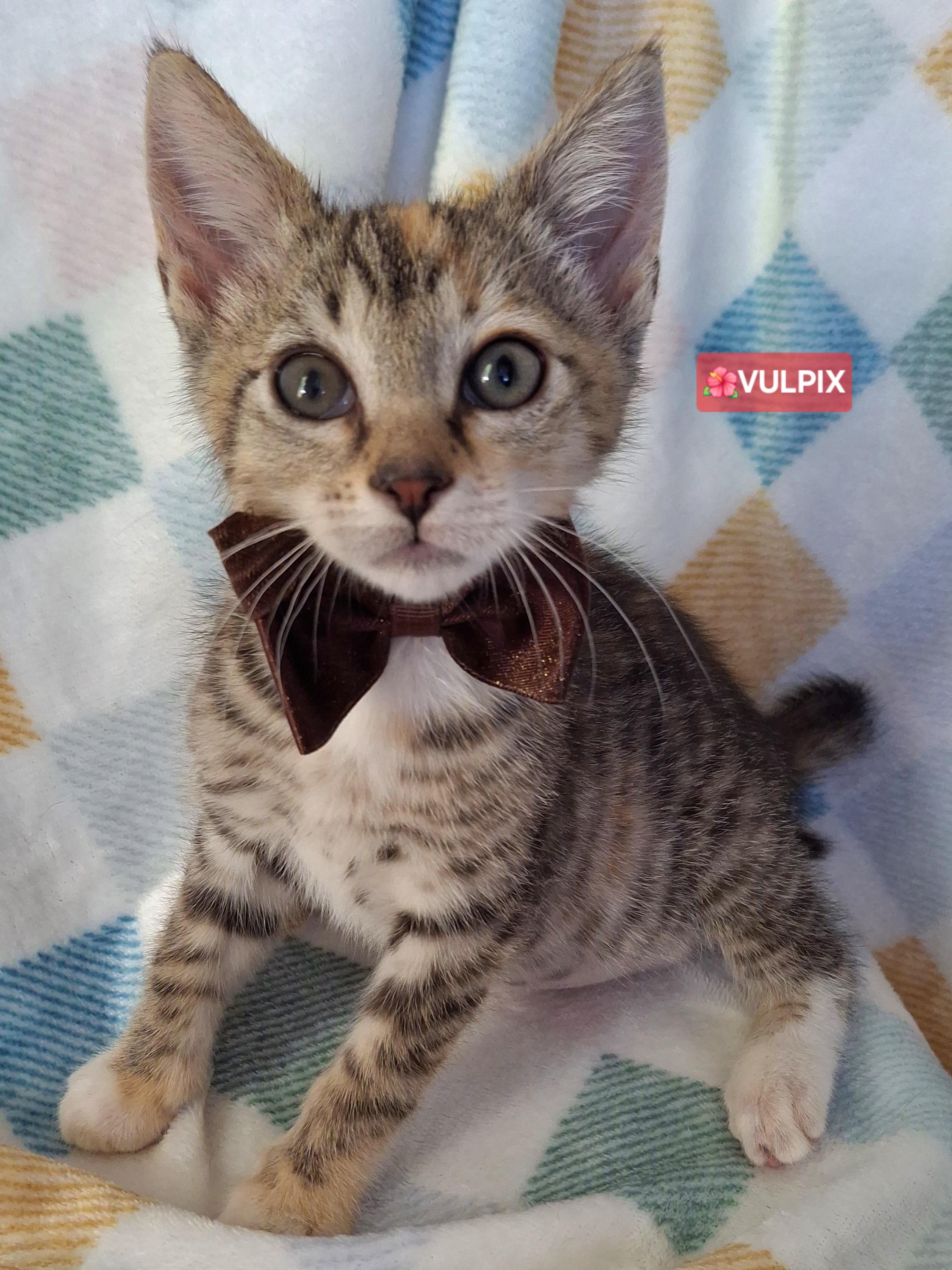 Enlarge VULPIX, a Adoptable mixed breed in Fullerton, CA image 2/6