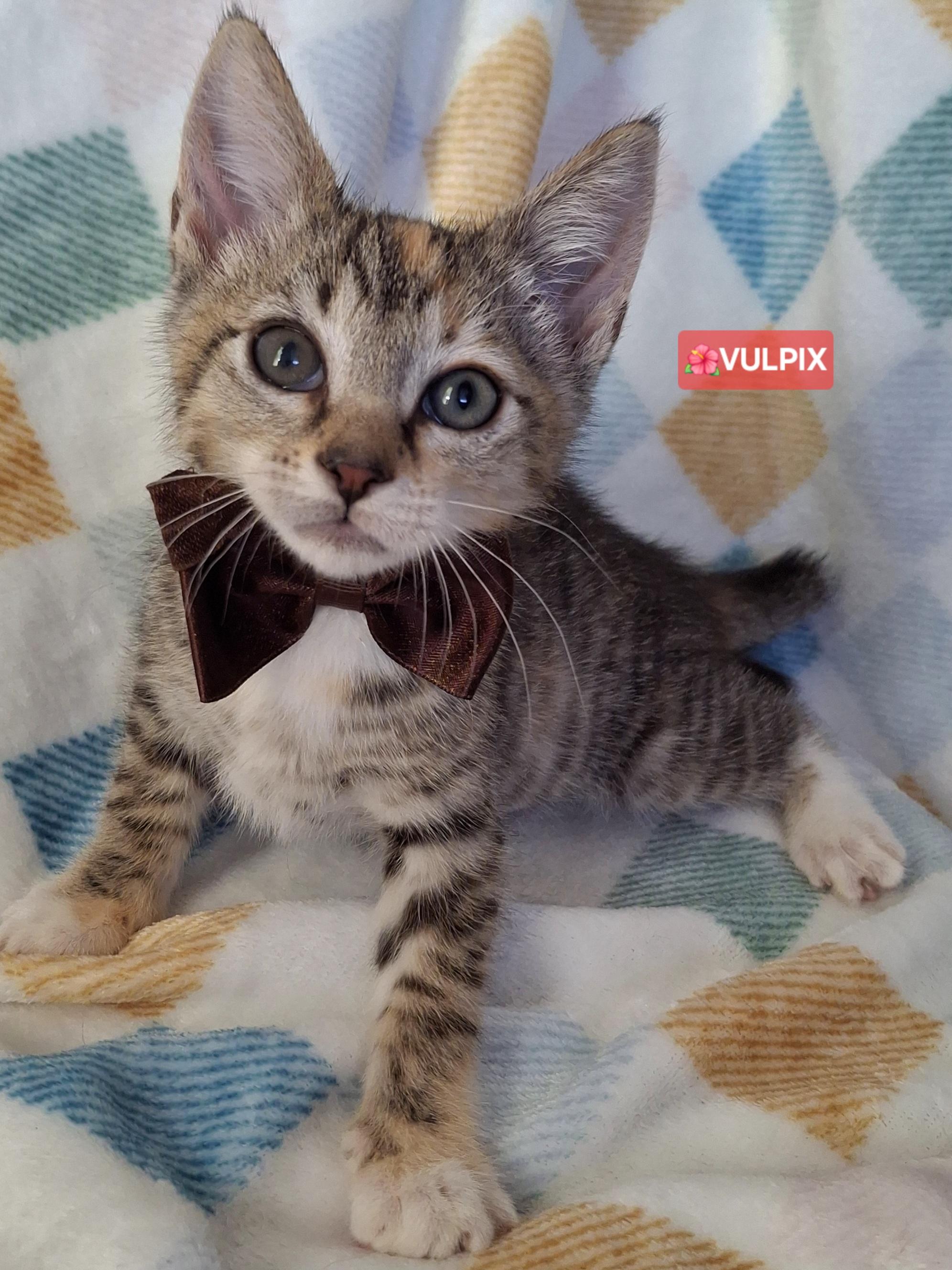 Enlarge VULPIX, a Adoptable mixed breed in Fullerton, CA image 3/6