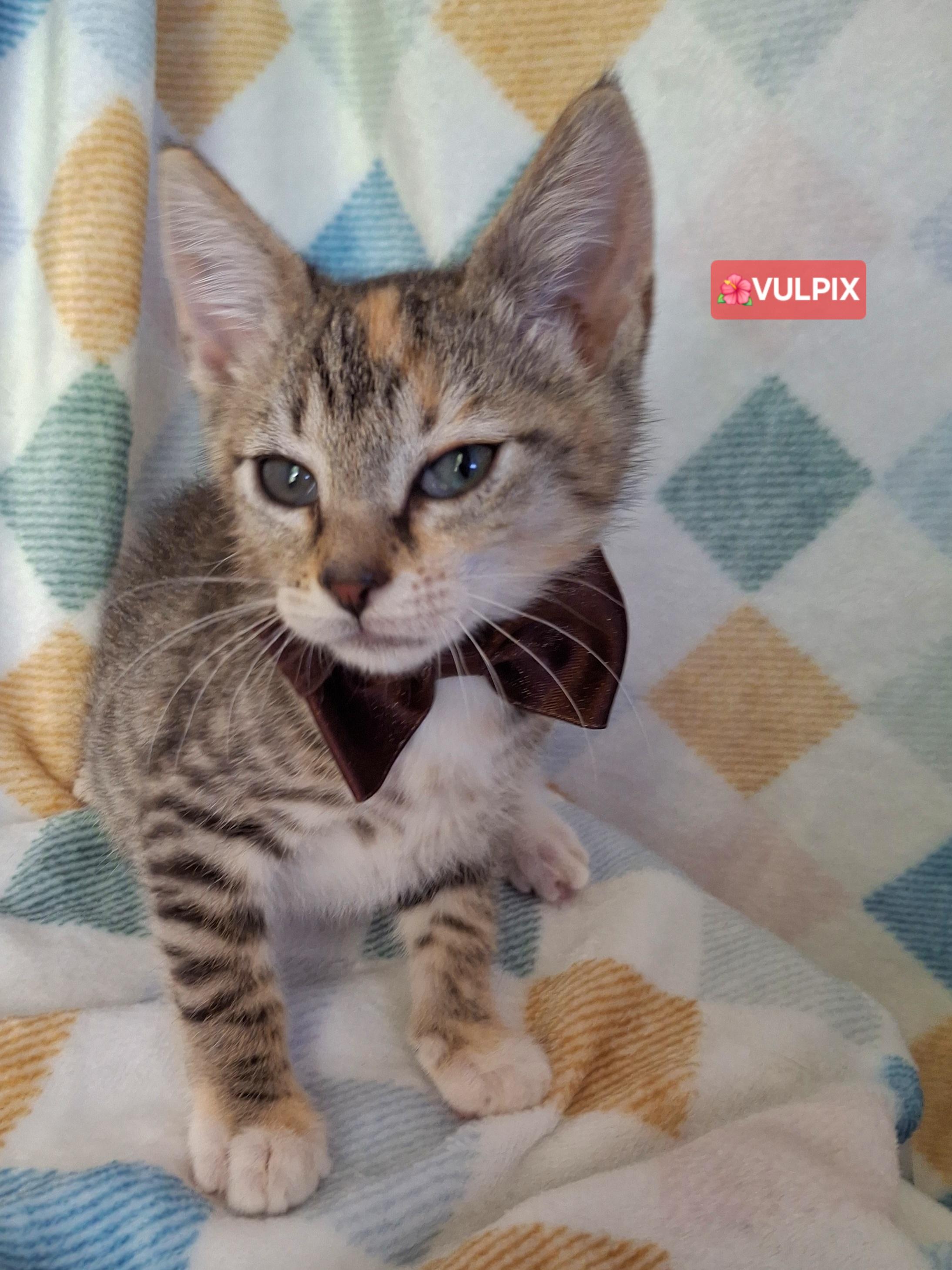 Enlarge VULPIX, a Adoptable mixed breed in Fullerton, CA image 4/6