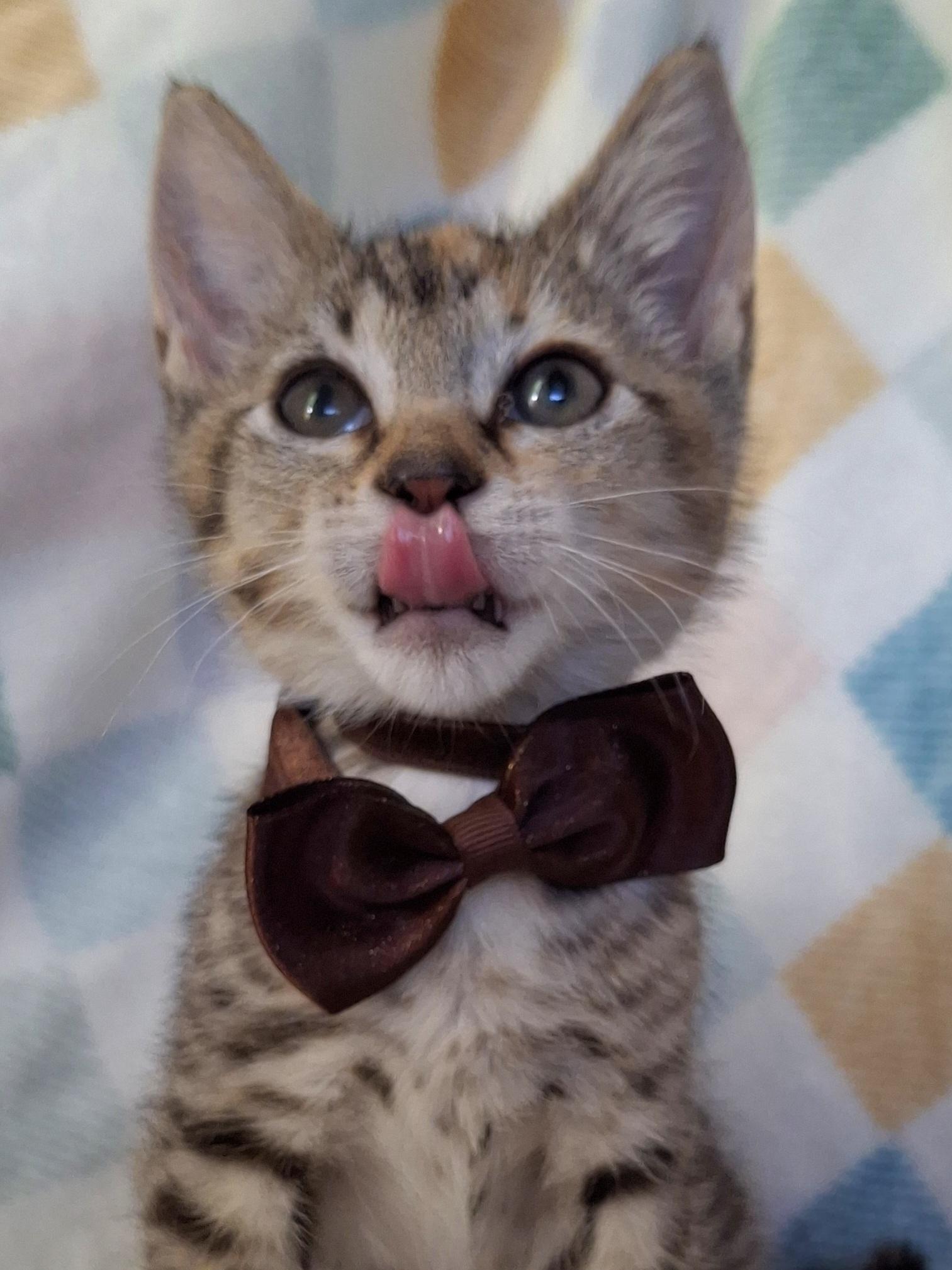 Enlarge VULPIX, a Adoptable mixed breed in Fullerton, CA image 5/6