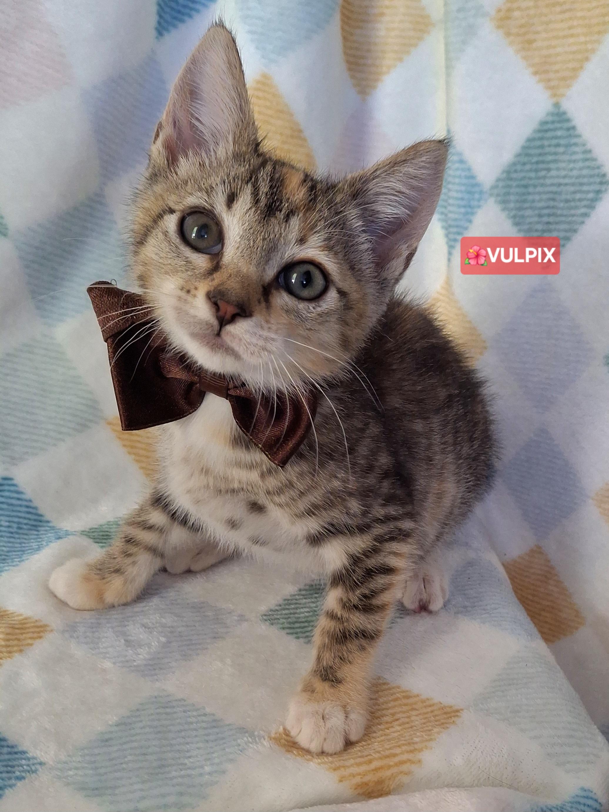 Enlarge VULPIX, a Adoptable mixed breed in Fullerton, CA image 6/6