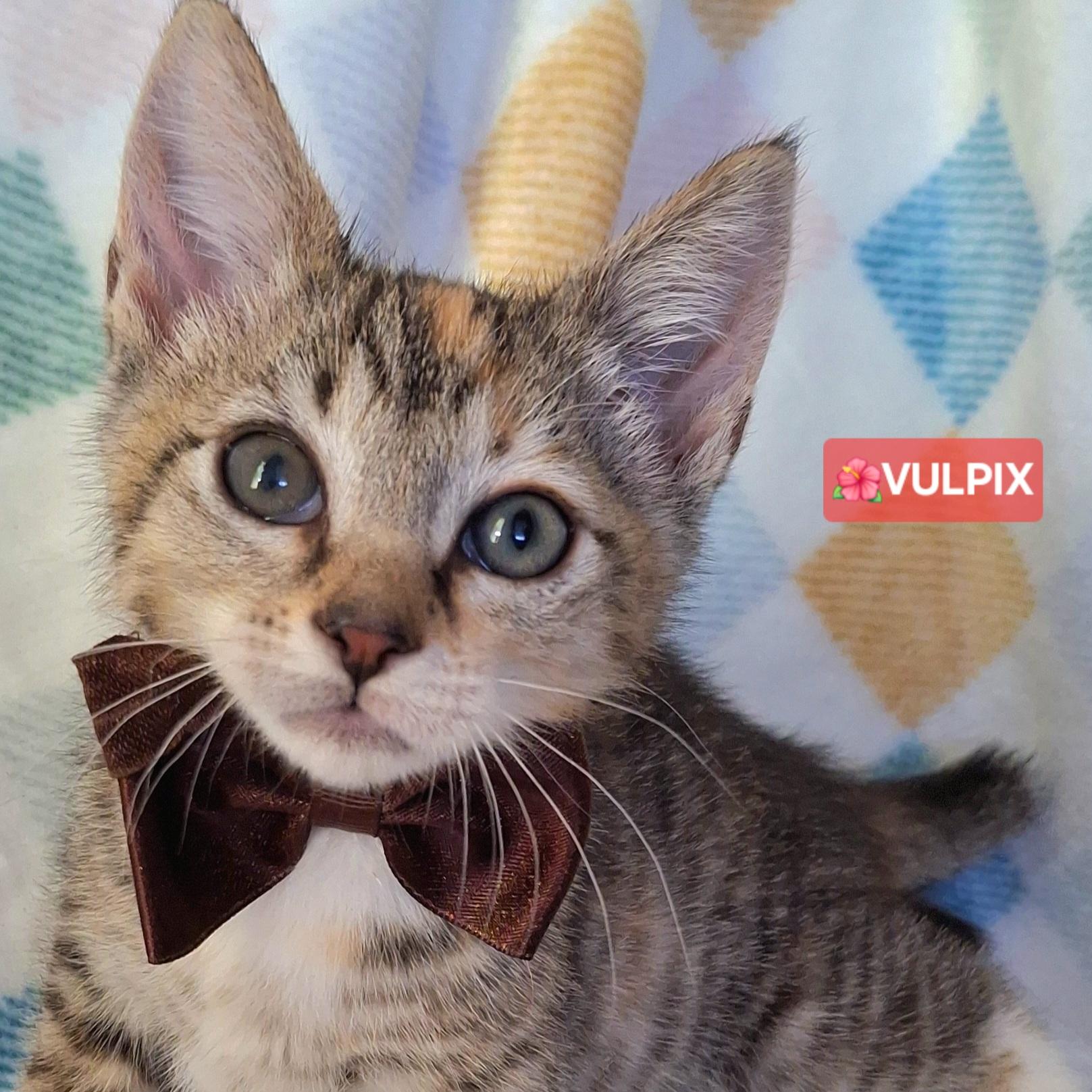 VULPIX, adopted, Kitten Female Domestic Short Hair & Calico.