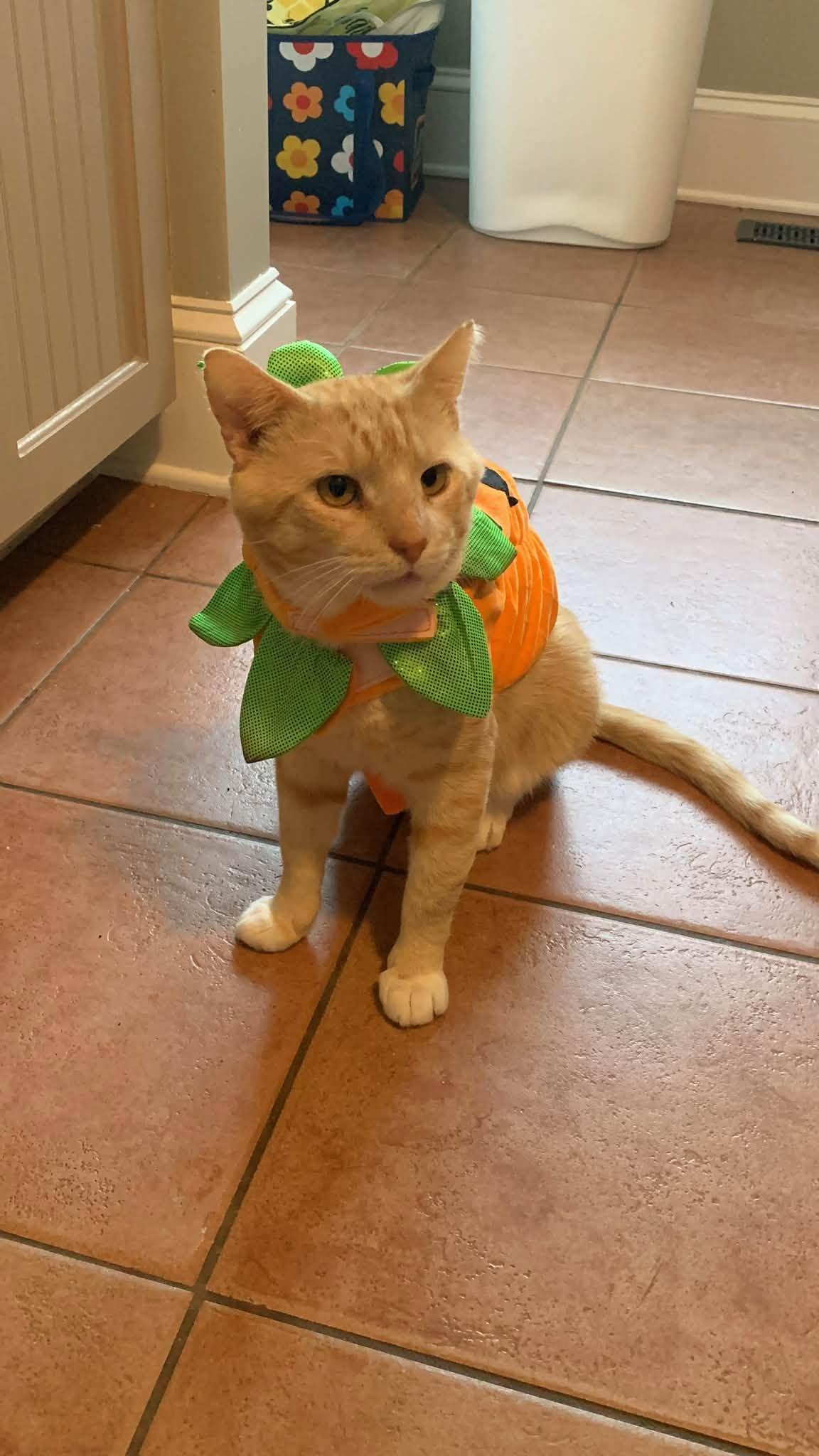 Enlarge Mac, a Adoptable Domestic Short Hair in Greensboro, NC image 5/5