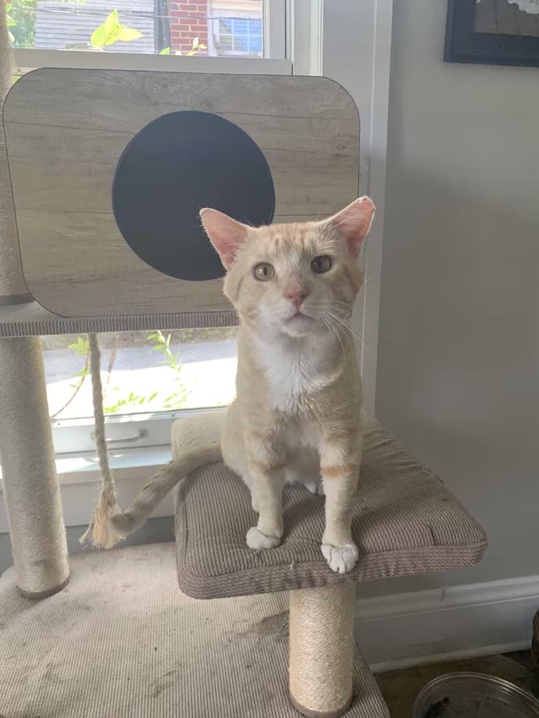 Mac, Adoptable, Adult Male Domestic Short Hair.