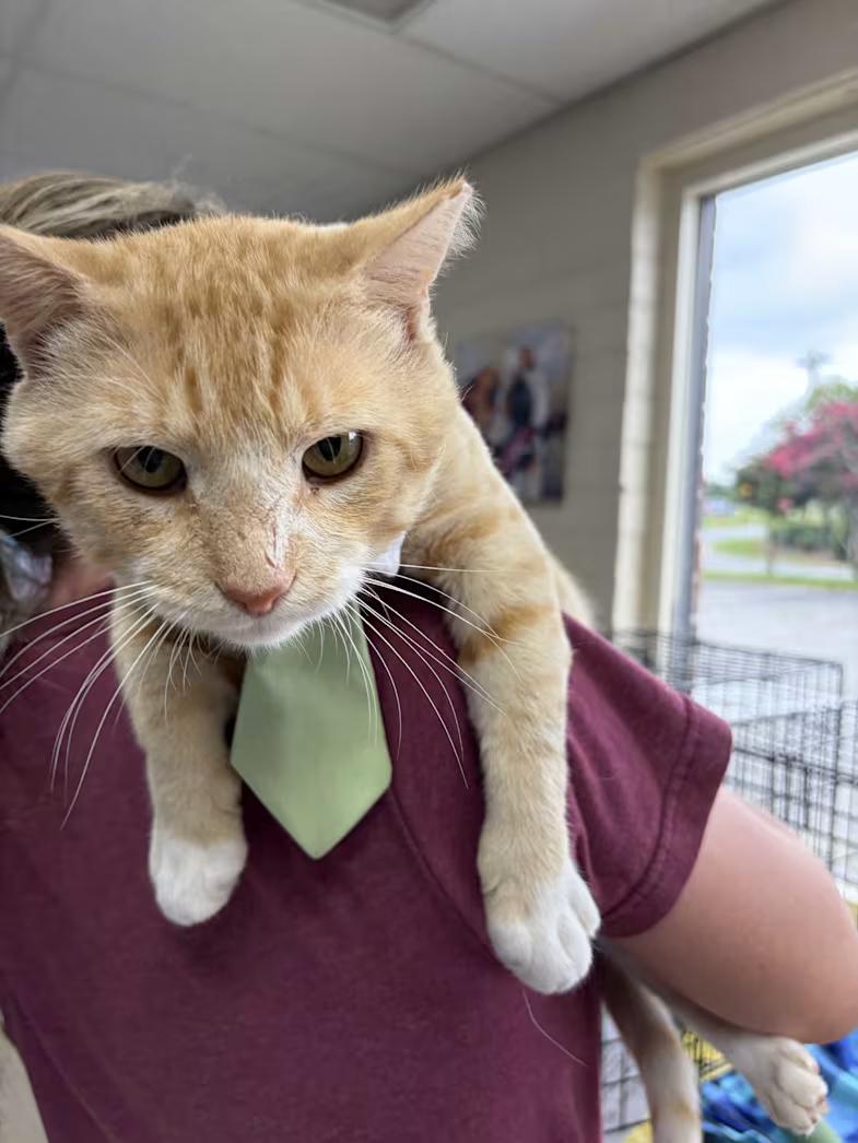 Enlarge Mac, a Adoptable Domestic Short Hair in Greensboro, NC image 2/5