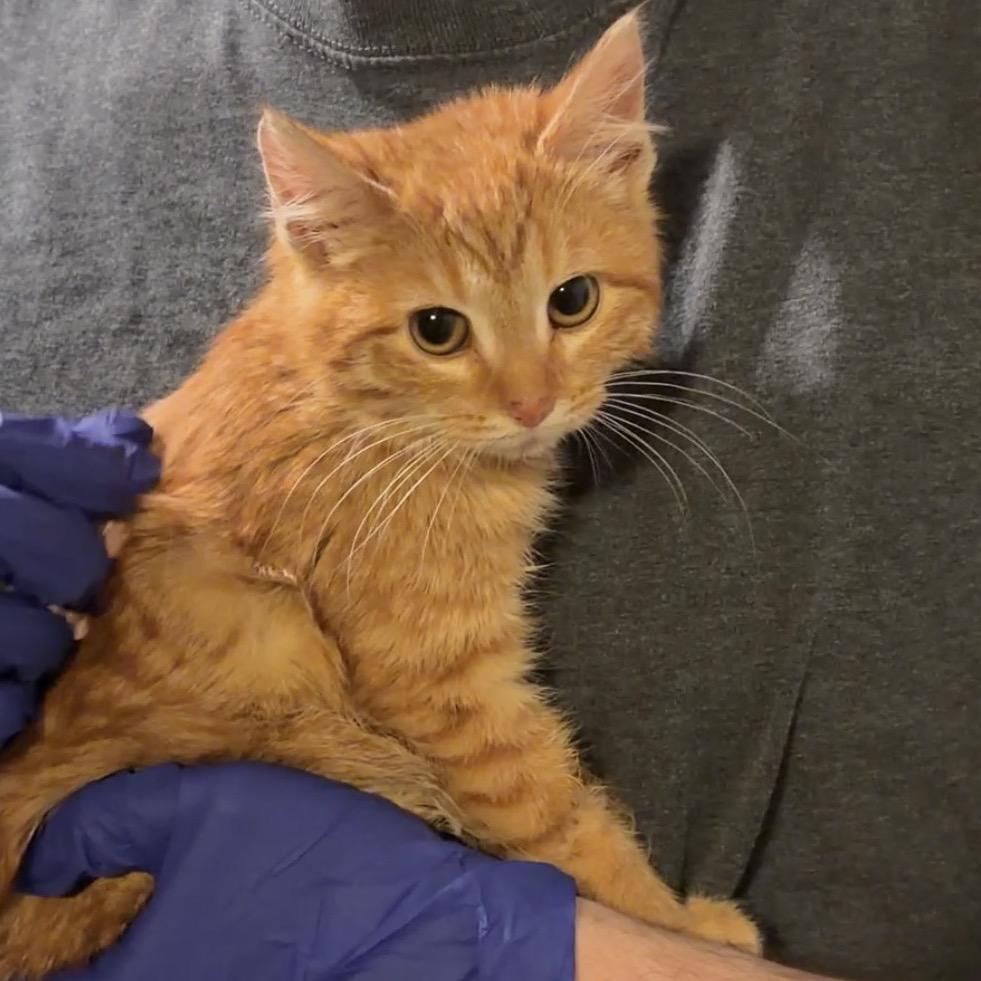 Nemo, Adoptable, Kitten Female Domestic Short Hair.