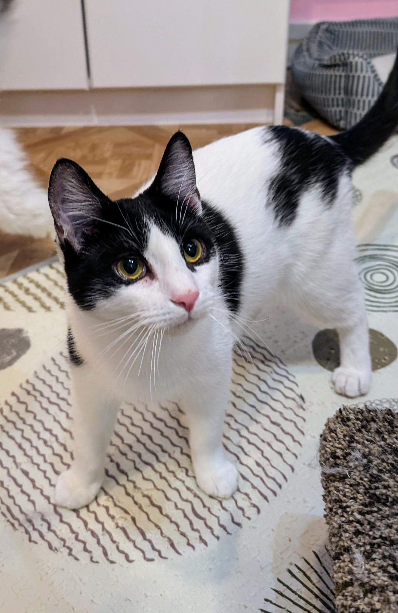 Enlarge Patrick, a Adoptable Domestic Short Hair in Petaluma, CA image 1/4