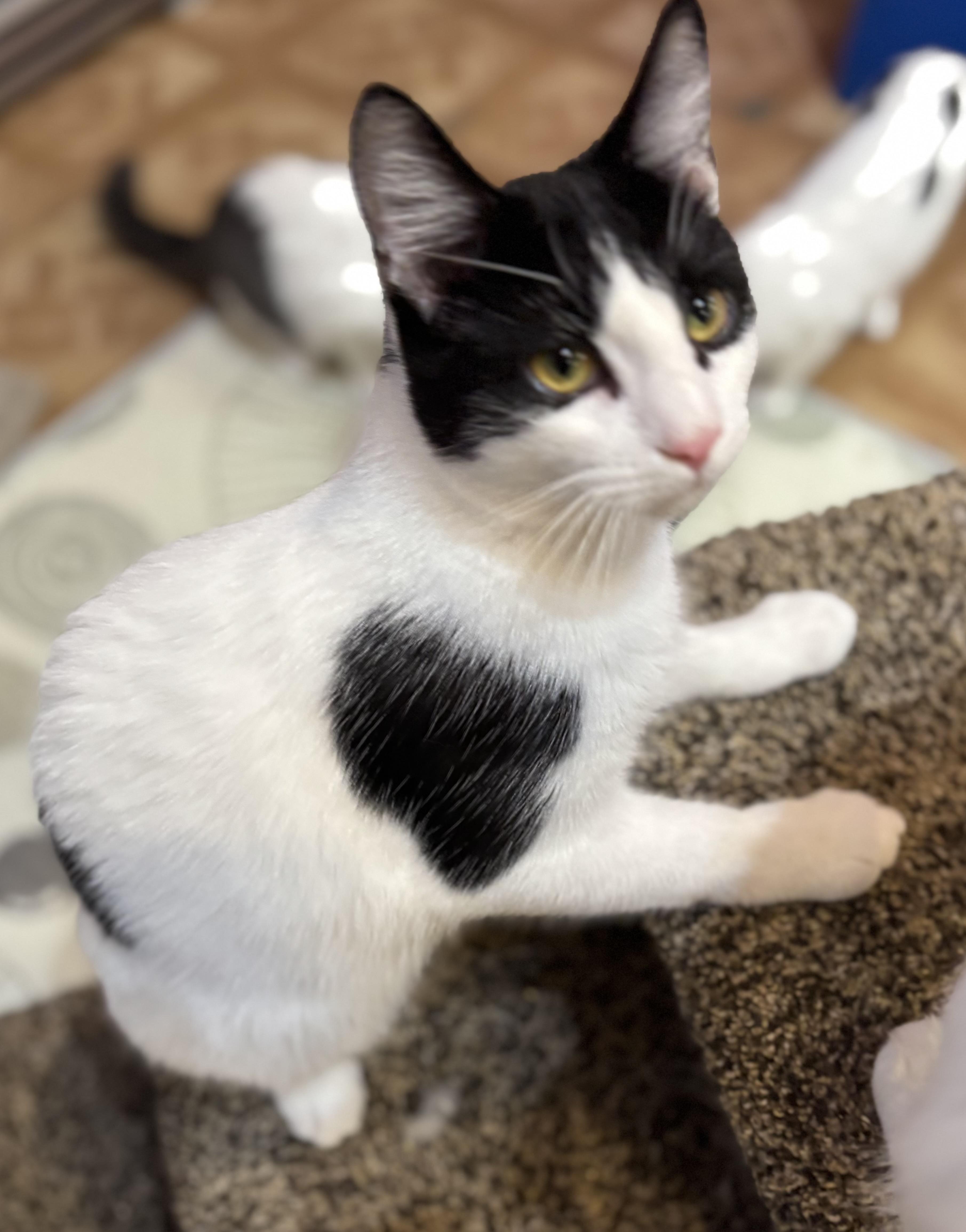 Enlarge Patrick, a Adoptable Domestic Short Hair in Petaluma, CA image 2/4