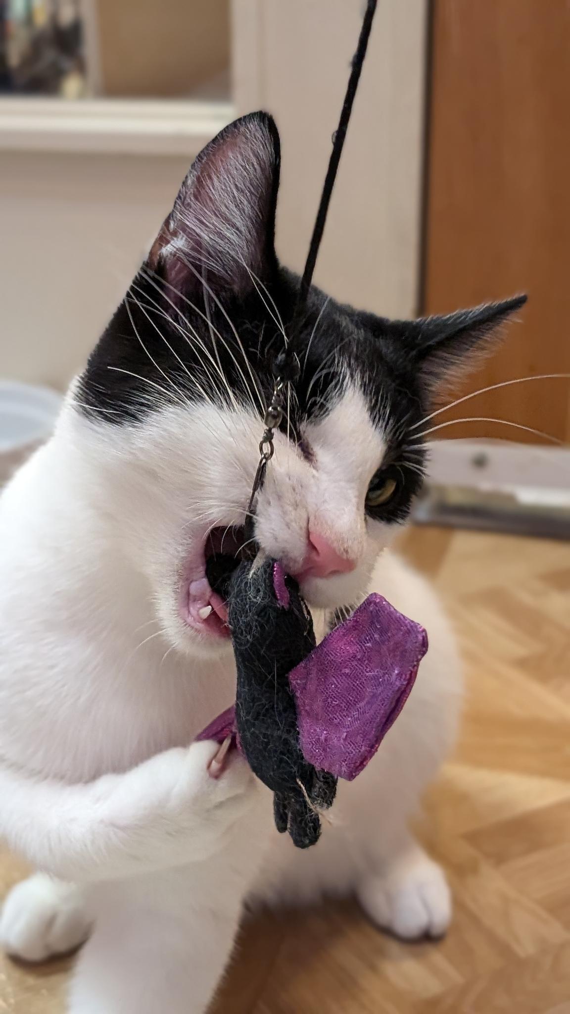 Enlarge Patrick, a Adoptable Domestic Short Hair in Petaluma, CA image 3/4