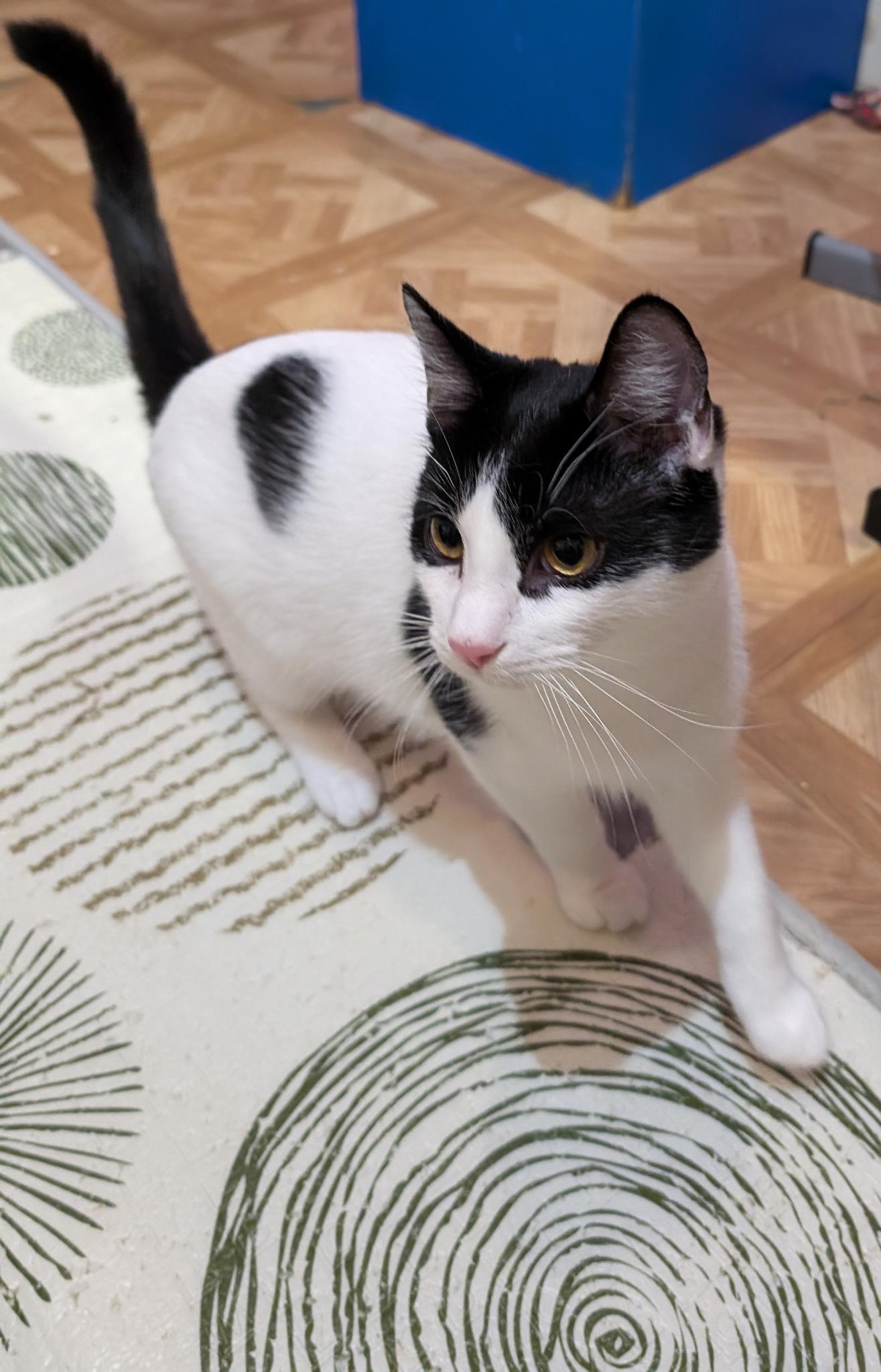 Enlarge Patrick, a Adoptable Domestic Short Hair in Petaluma, CA image 4/4