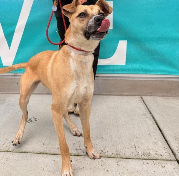 Enlarge Summer, a Adoptable mixed breed in Monterey, CA image 1/2