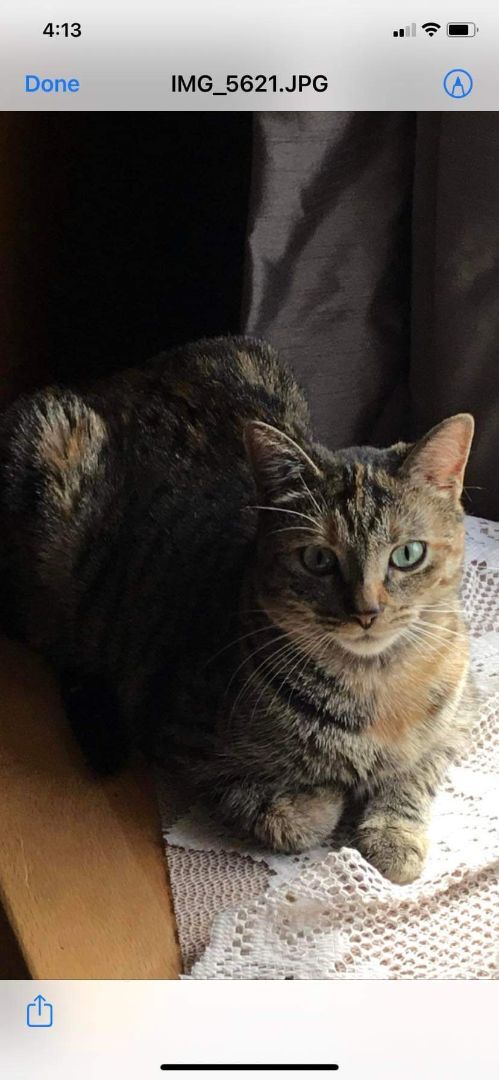 Jasmine, a shy girl, a Adoptable Domestic Short Hair in Lucknow, ON image 1/6