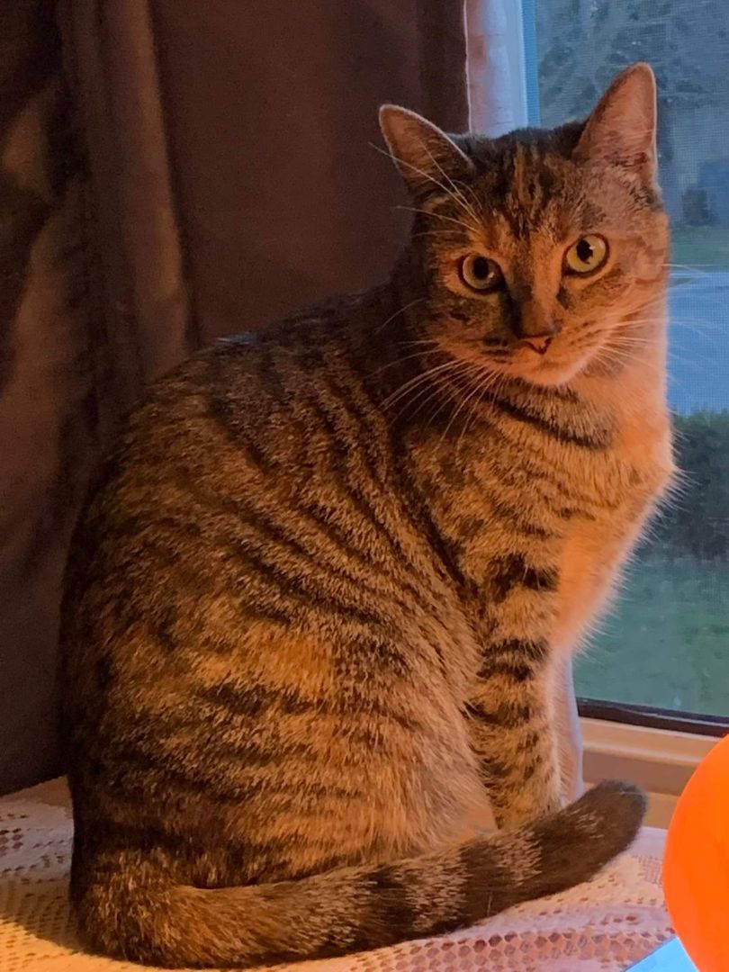 Jasmine, a shy girl, a Adoptable Domestic Short Hair in Lucknow, ON image 2/6