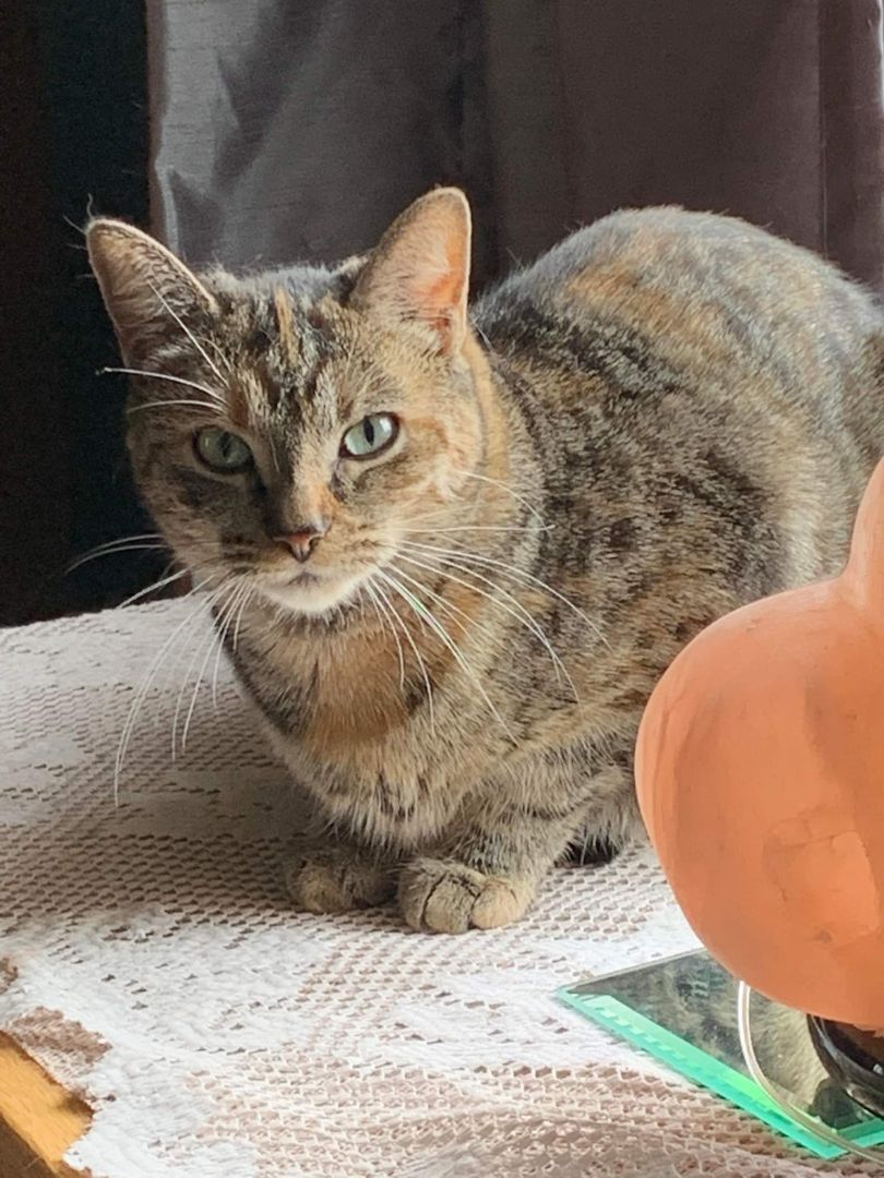 Jasmine, a shy girl, a Adoptable Domestic Short Hair in Lucknow, ON image 3/6