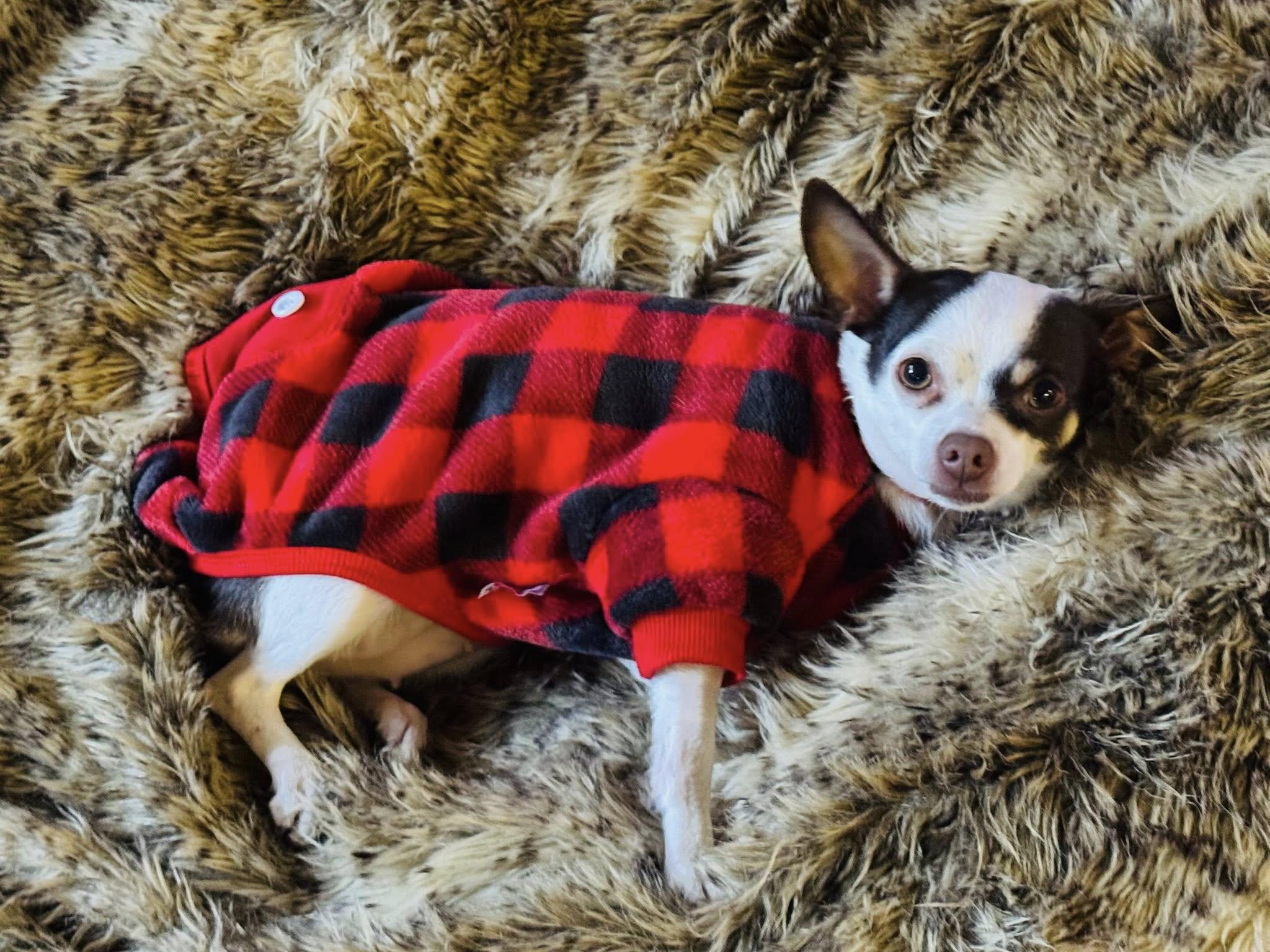 Cookie, ADOPTABLE, Adult Female Chihuahua.