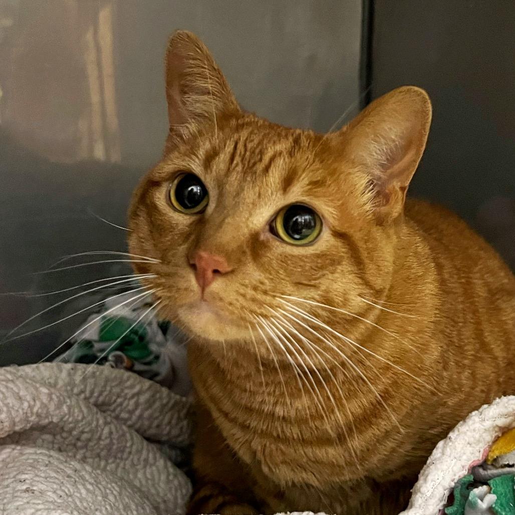 Enlarge LunaMay, a Adoptable Domestic Short Hair in Morgan Hill, CA image 4/5