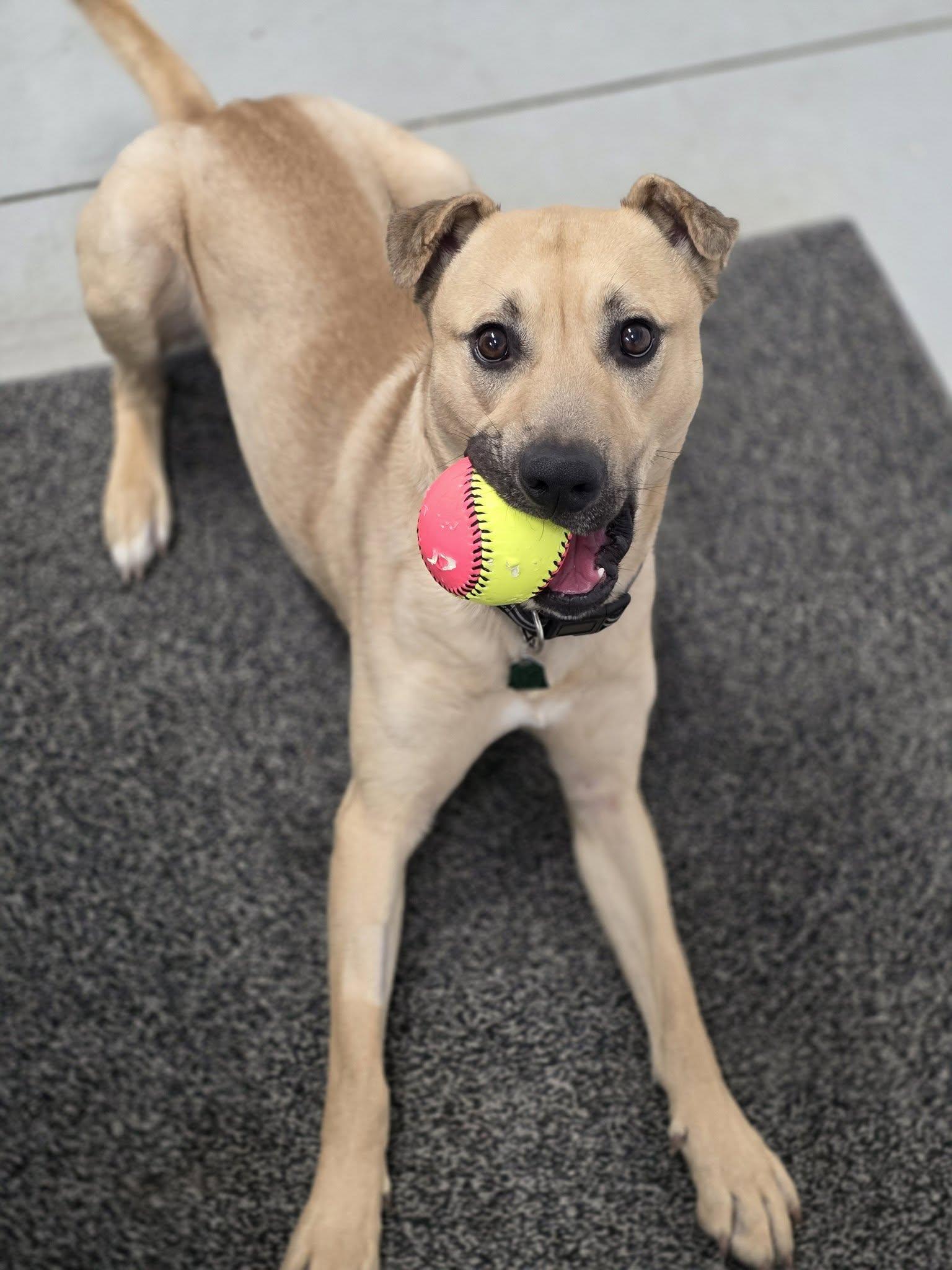 Enlarge Harley, an adoptable mixed breed in Shelby, MI image 1/2