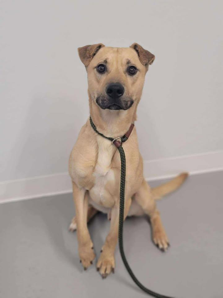 Enlarge Harley, an adoptable mixed breed in Shelby, MI image 2/2