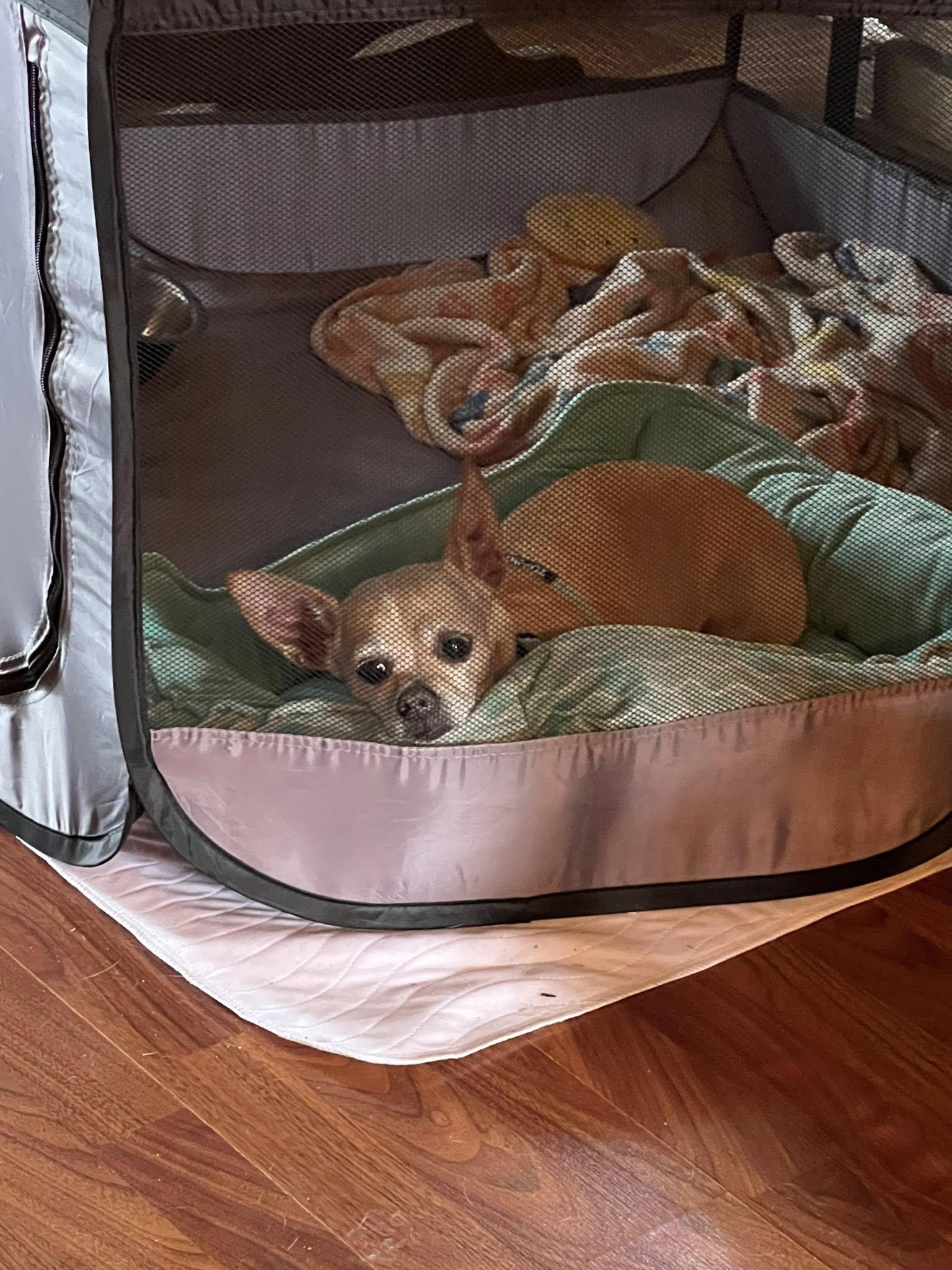Enlarge Lily, a Adopted mixed breed in Linwood, MI image 2/5