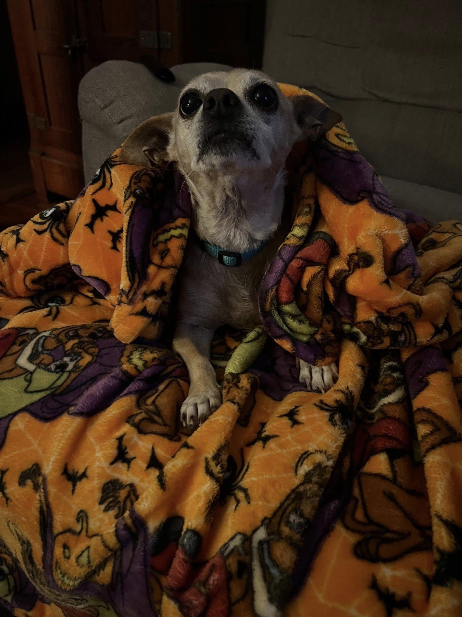 Enlarge Lily, a Adopted mixed breed in Linwood, MI image 1/5