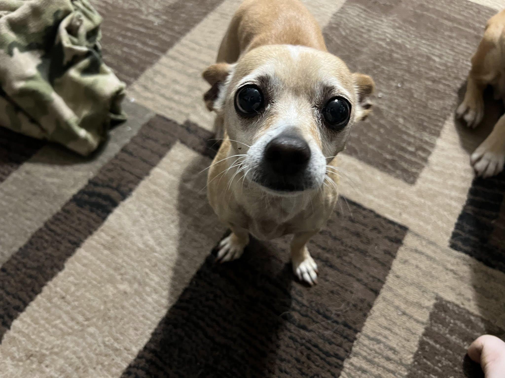 Enlarge Lily, a Adopted mixed breed in Linwood, MI image 4/5