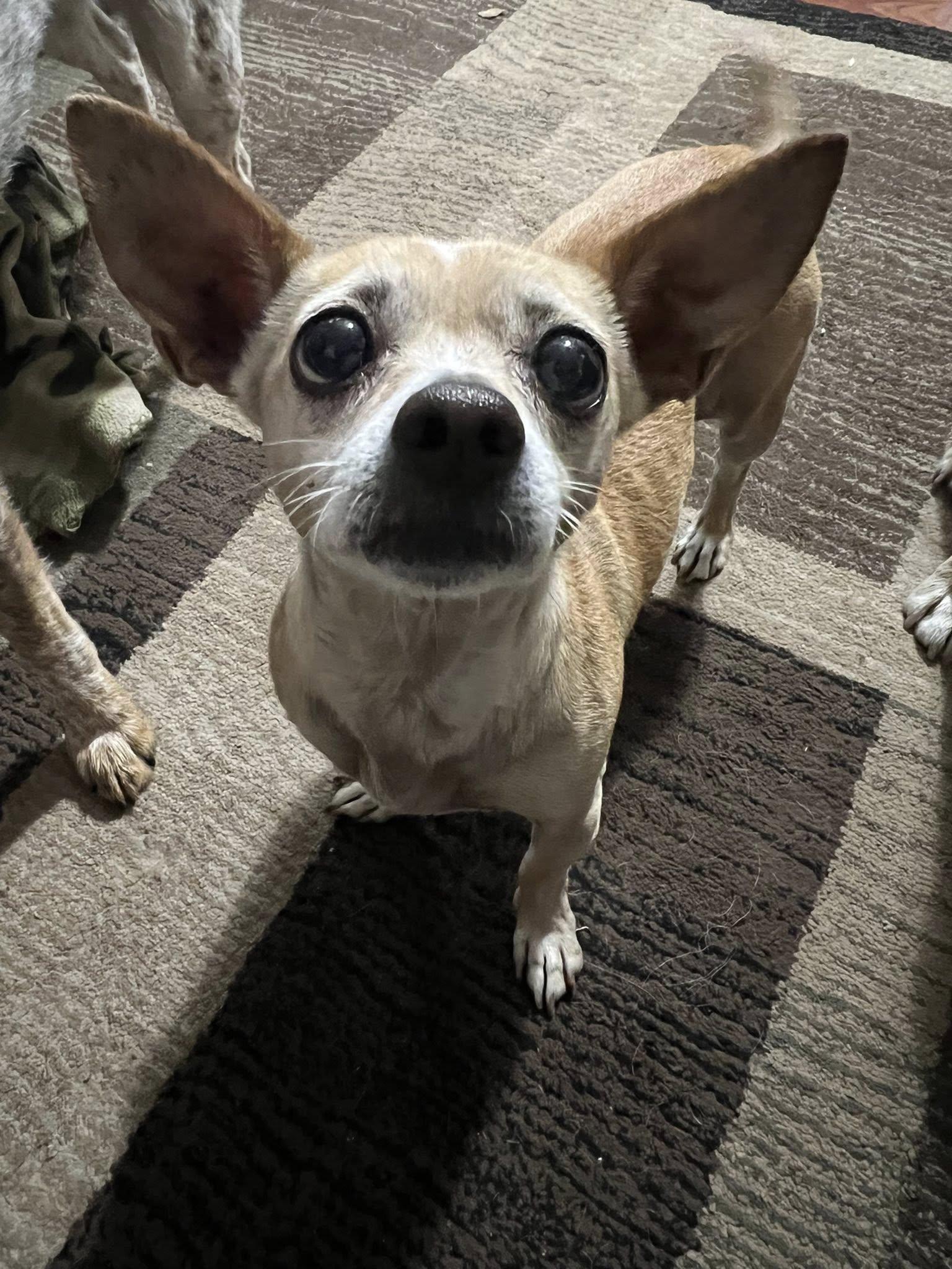 Enlarge Lily, a Adopted mixed breed in Linwood, MI image 3/5
