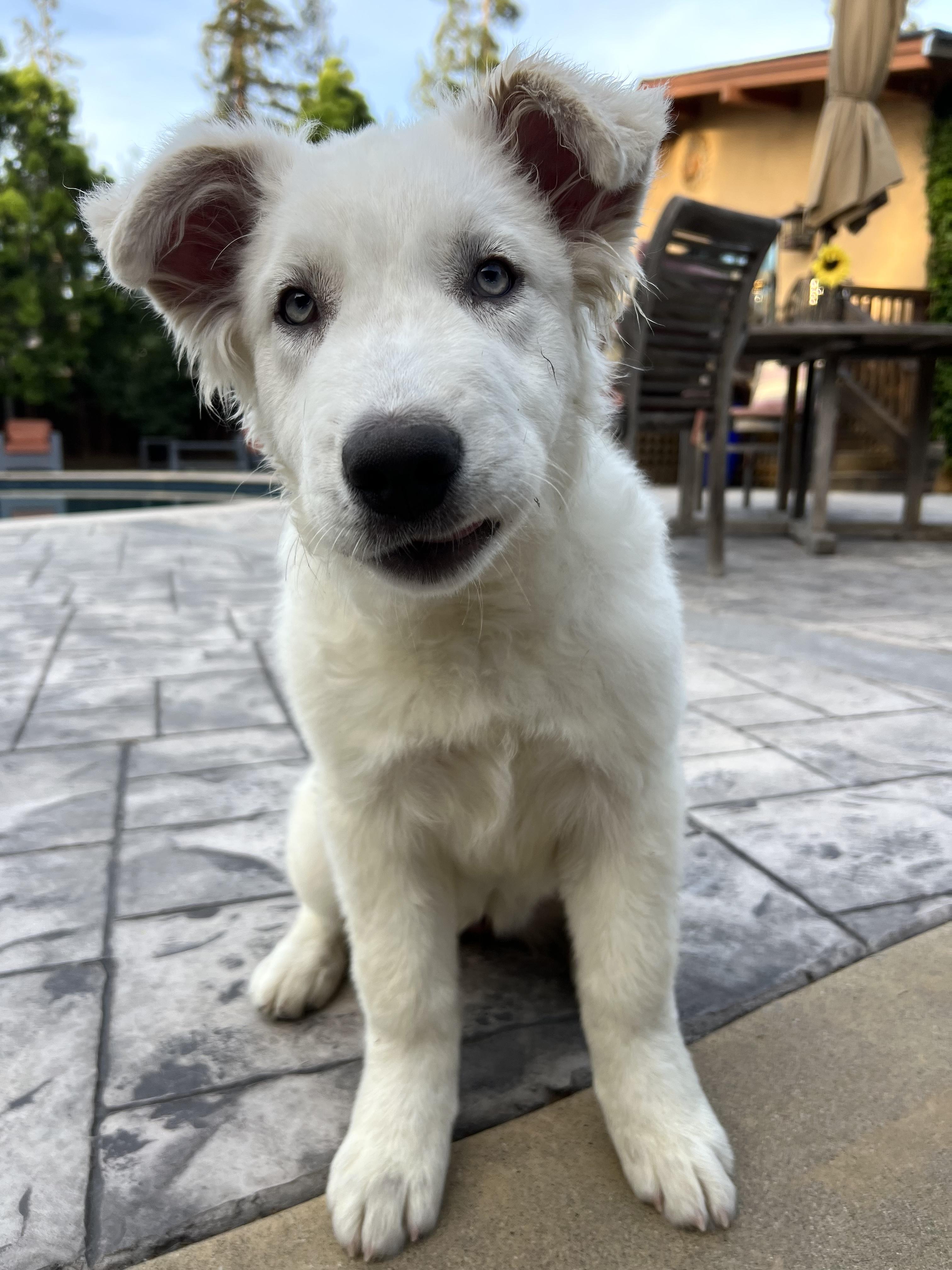 Enlarge Harper, an adopted mixed breed in Redwood City, CA image 2/6