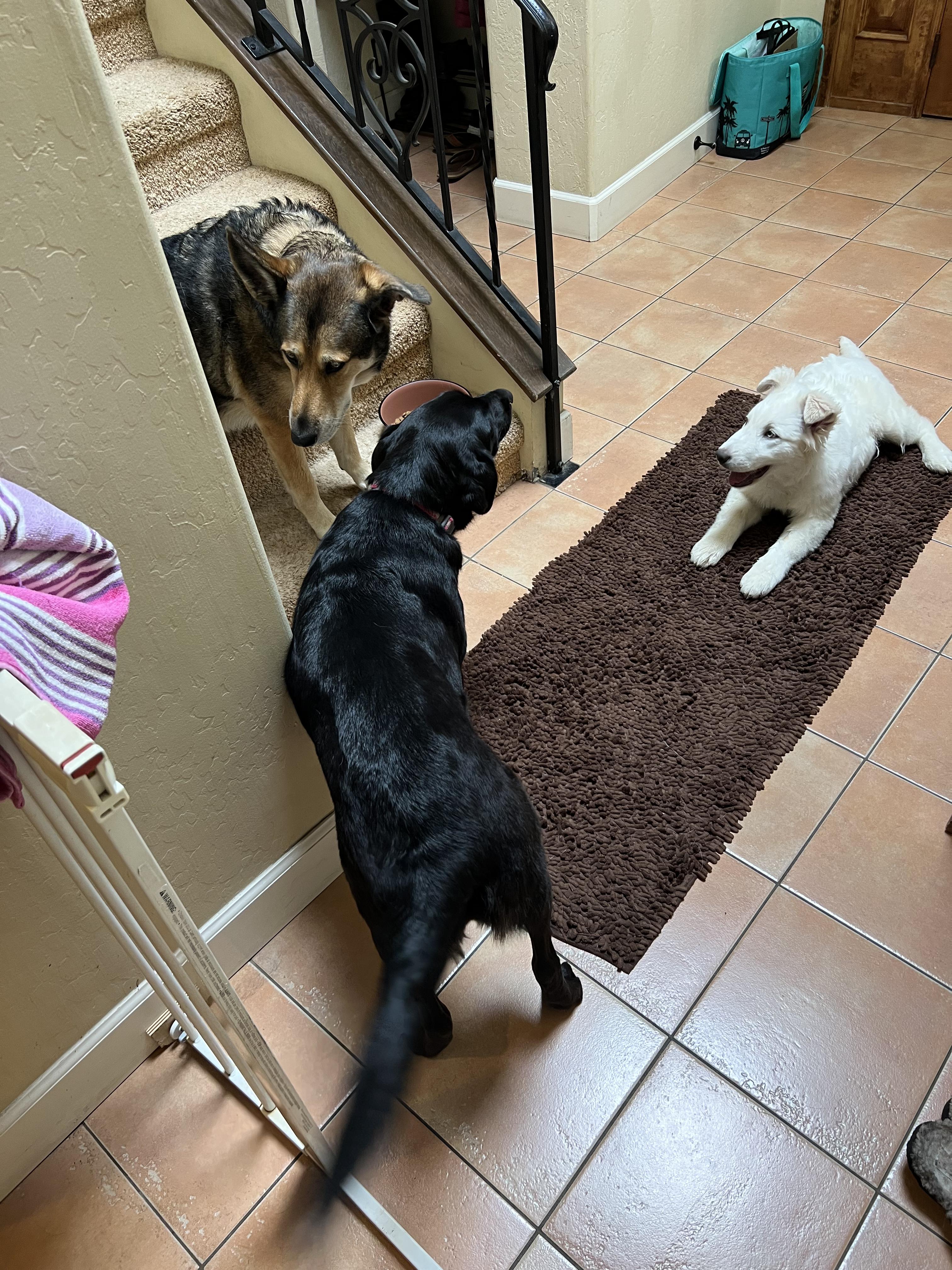 Enlarge Harper, an adopted mixed breed in Redwood City, CA image 5/6