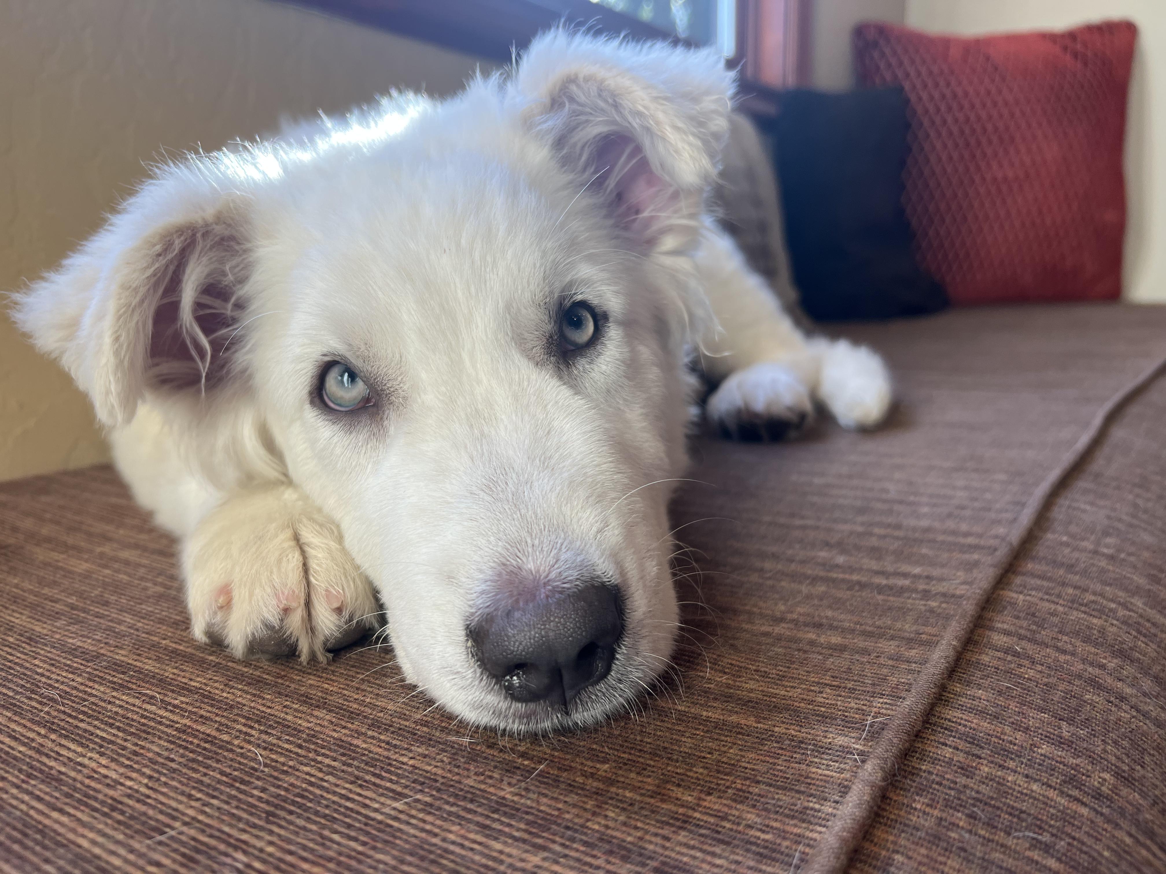 Enlarge Harper, an adopted mixed breed in Redwood City, CA image 3/6