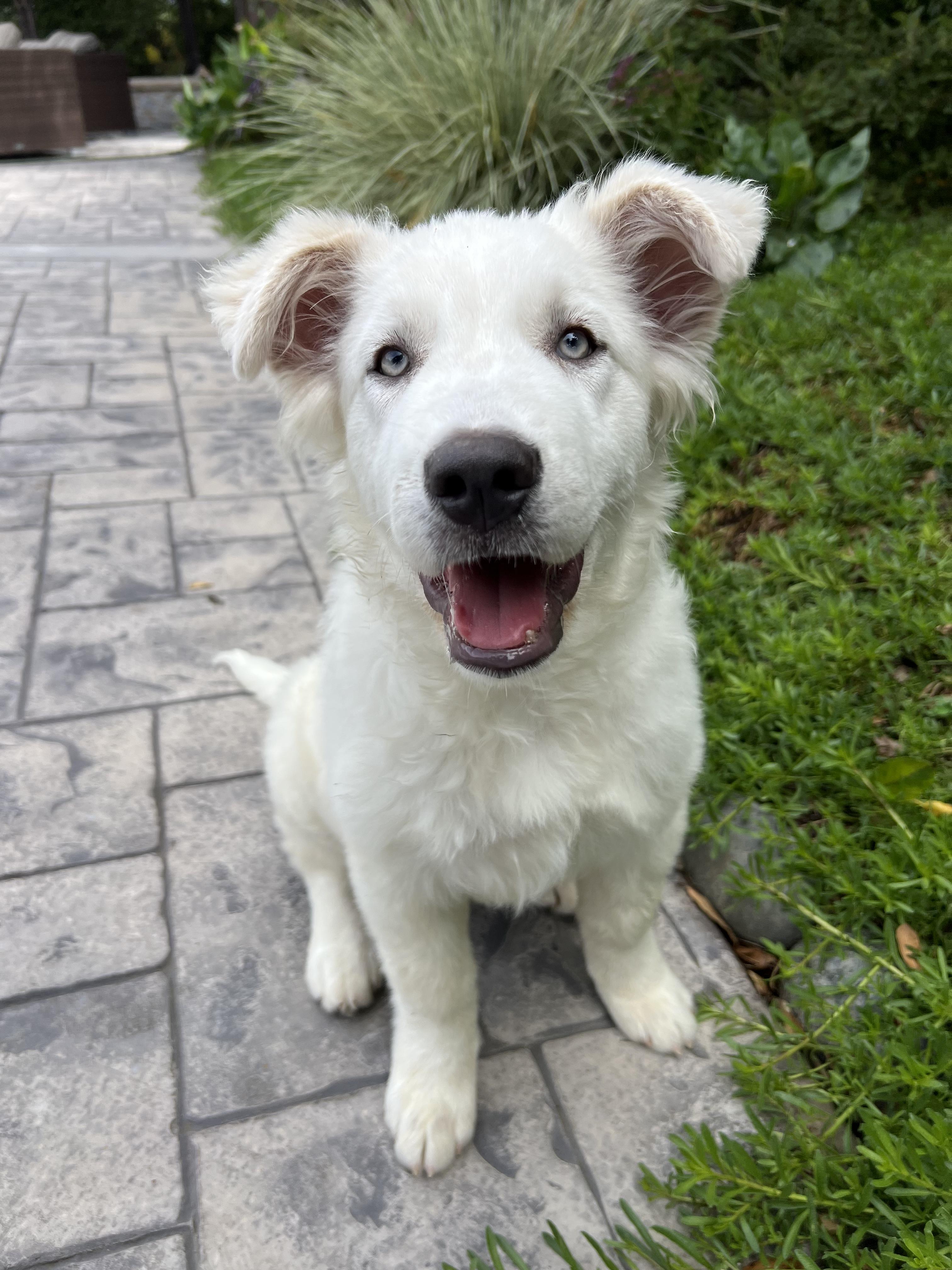 Enlarge Harper, an adopted mixed breed in Redwood City, CA image 6/6
