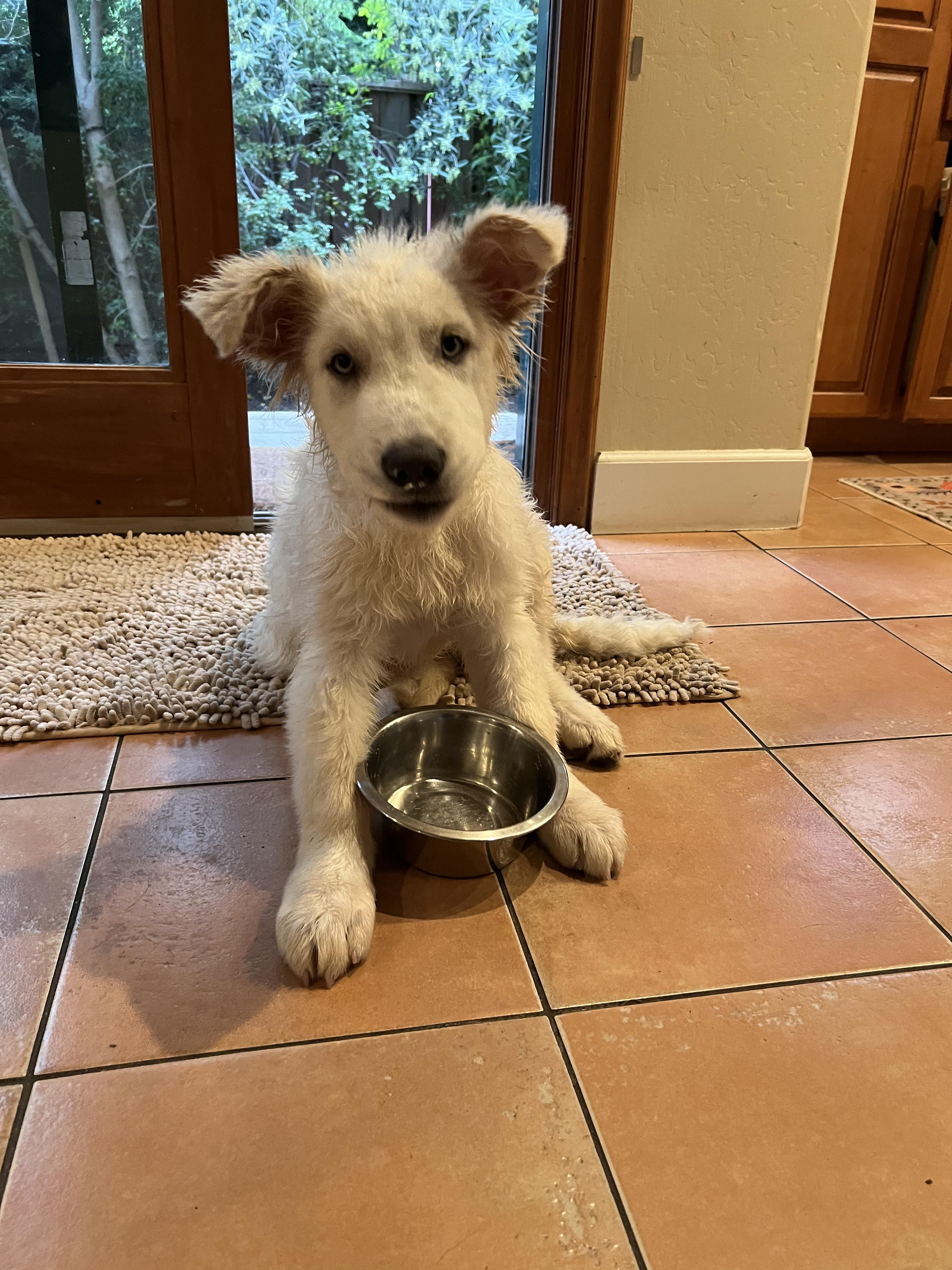 Enlarge Harper, an adopted mixed breed in Redwood City, CA image 4/6