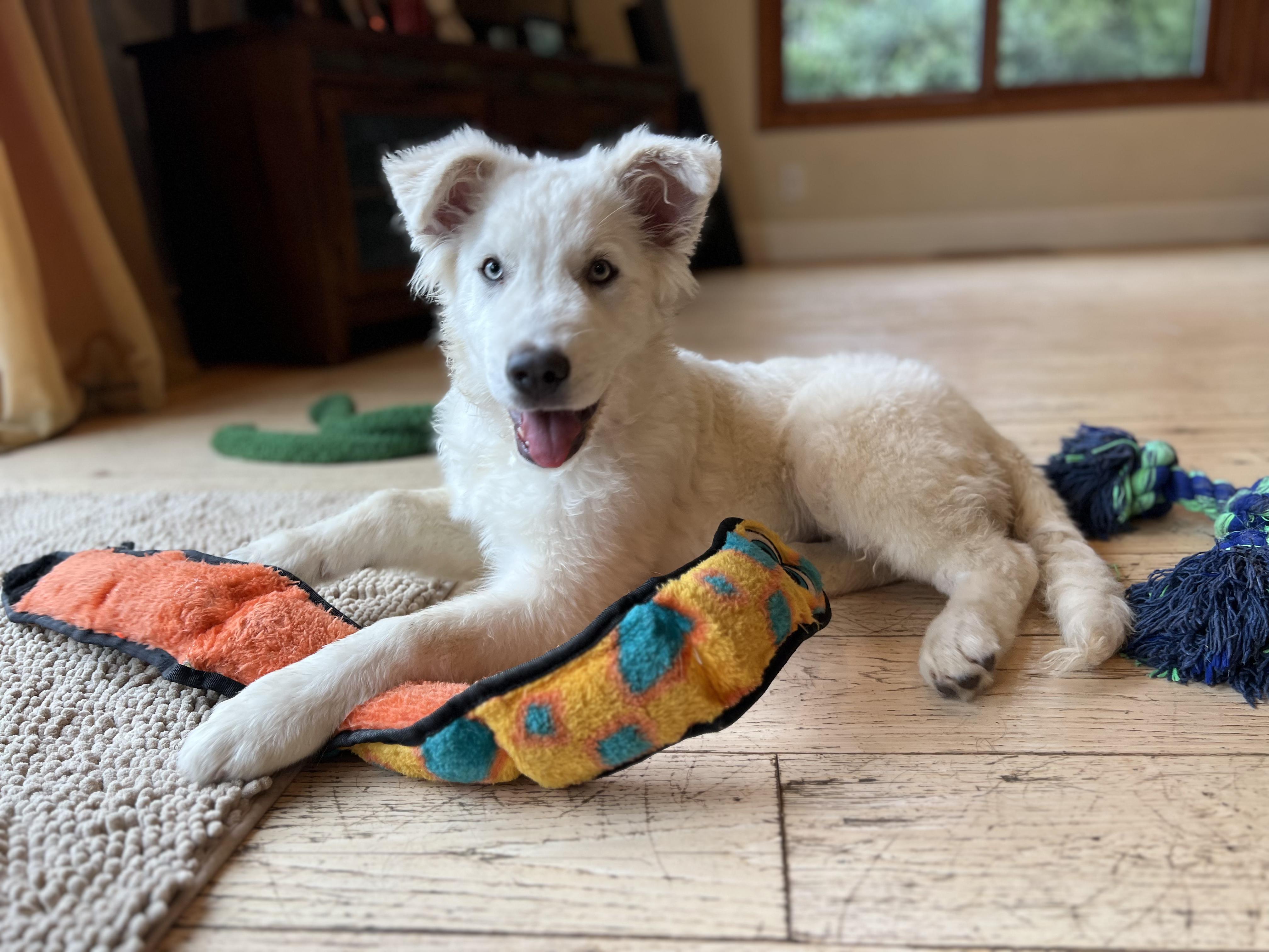 Harper, adopted, Puppy Female Great Pyrenees.