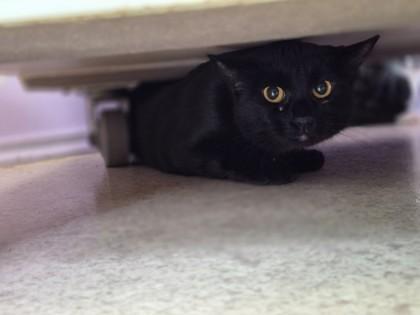 Betty (BARN CAT), Adoptable, Adult Female Domestic Short Hair & Domestic Short Hair.