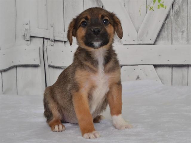LORRAINE, Adoptable, Puppy Female Catahoula Leopard Dog & Mixed Breed.