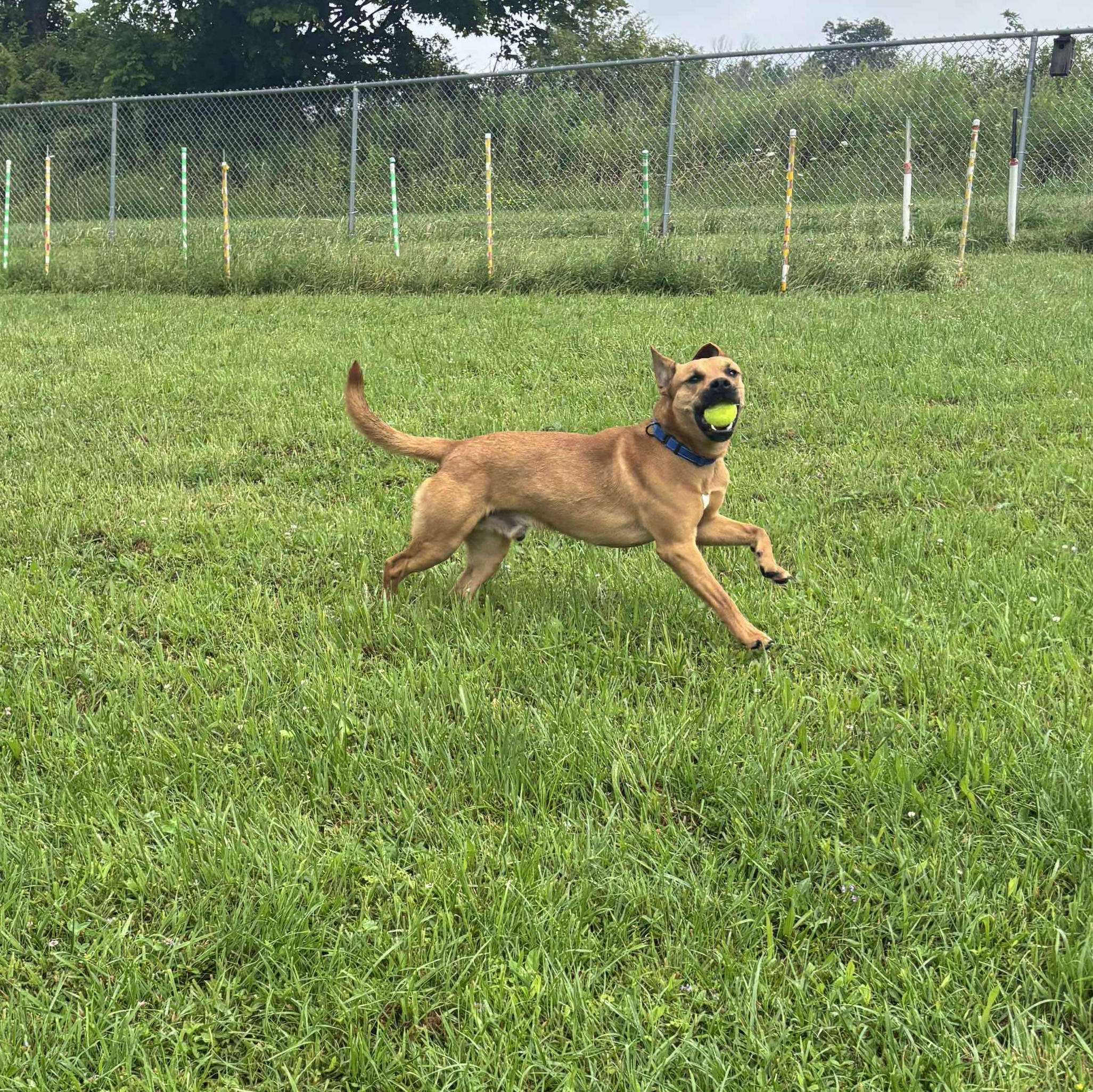 Gauge