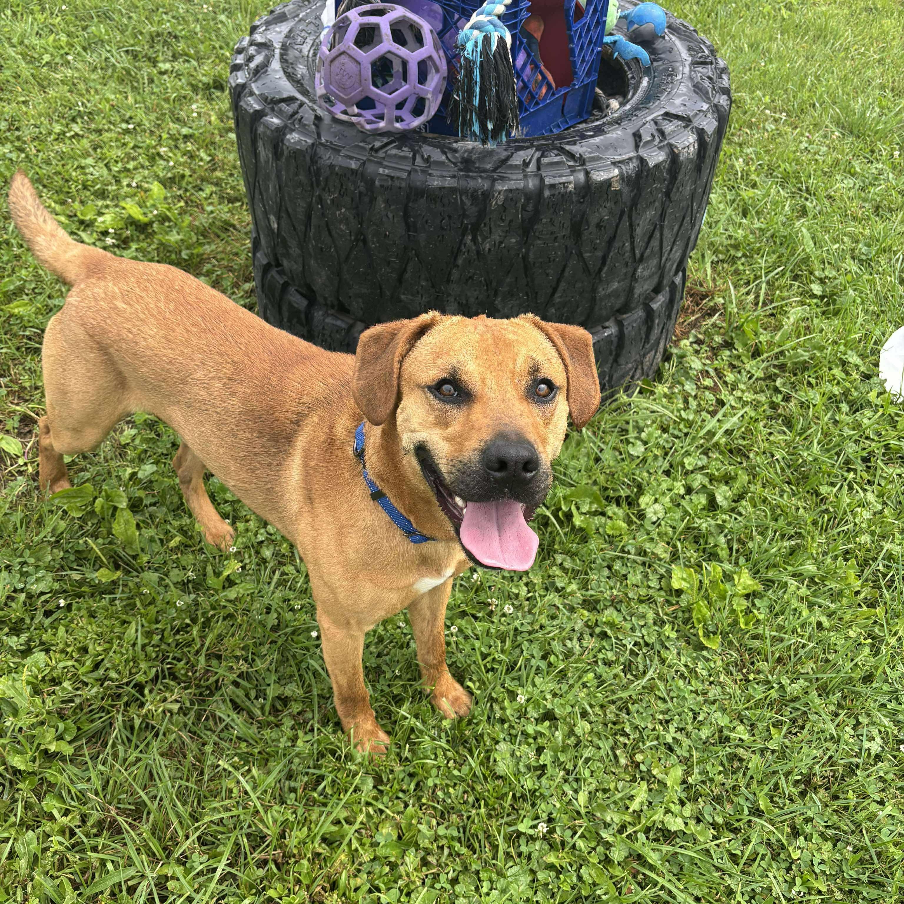 Gauge