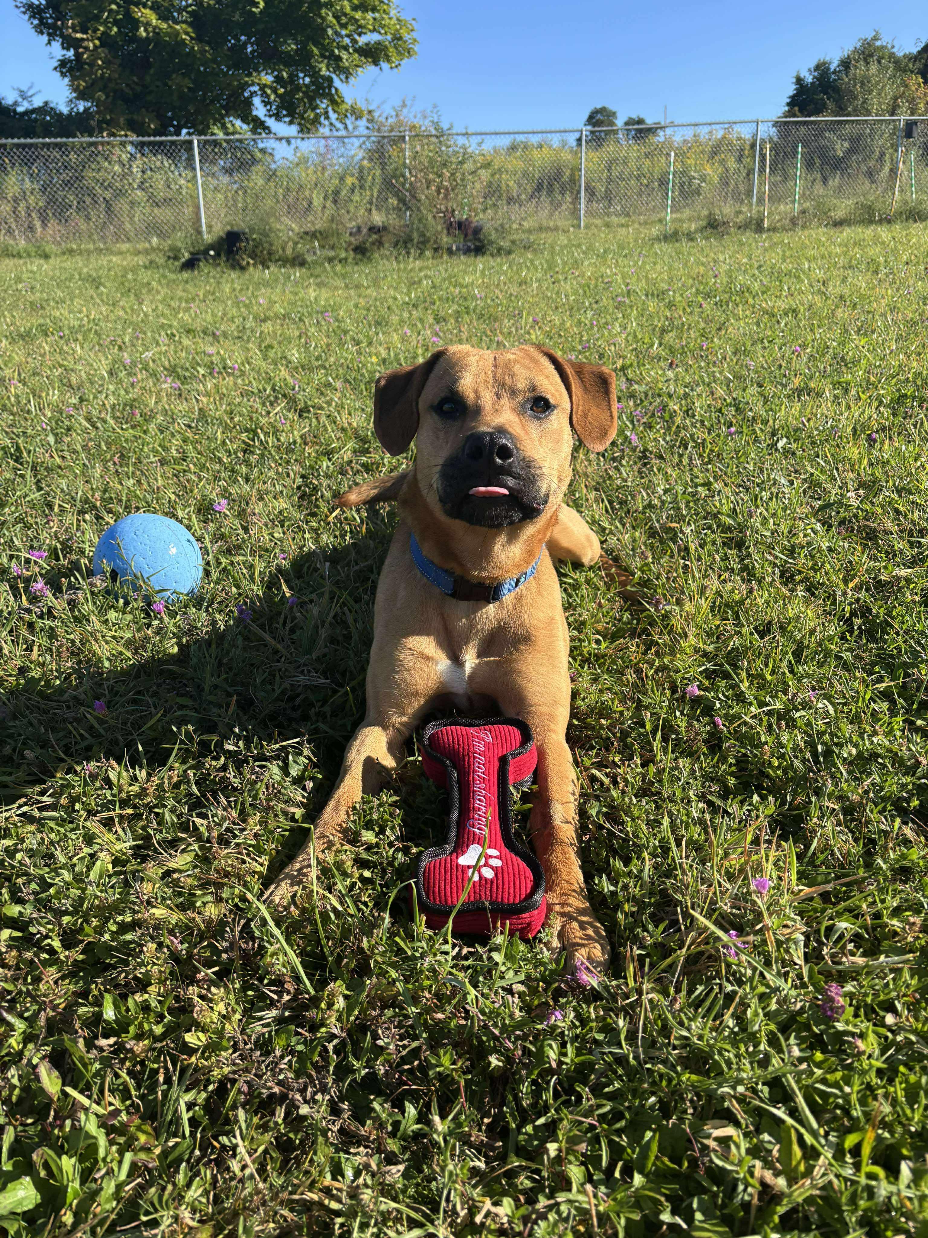 Gauge