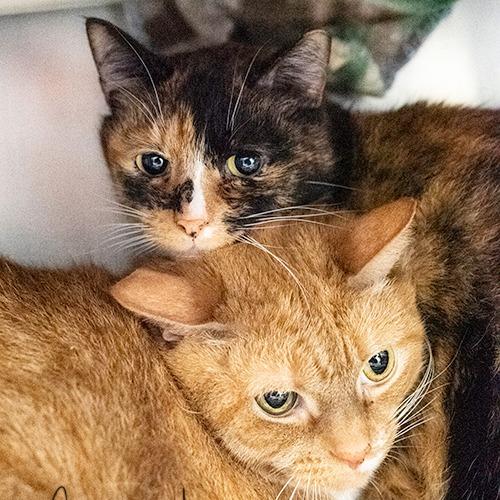 Enlarge Pooh, a Adoptable Domestic Short Hair in Brockton, MA image 2/2