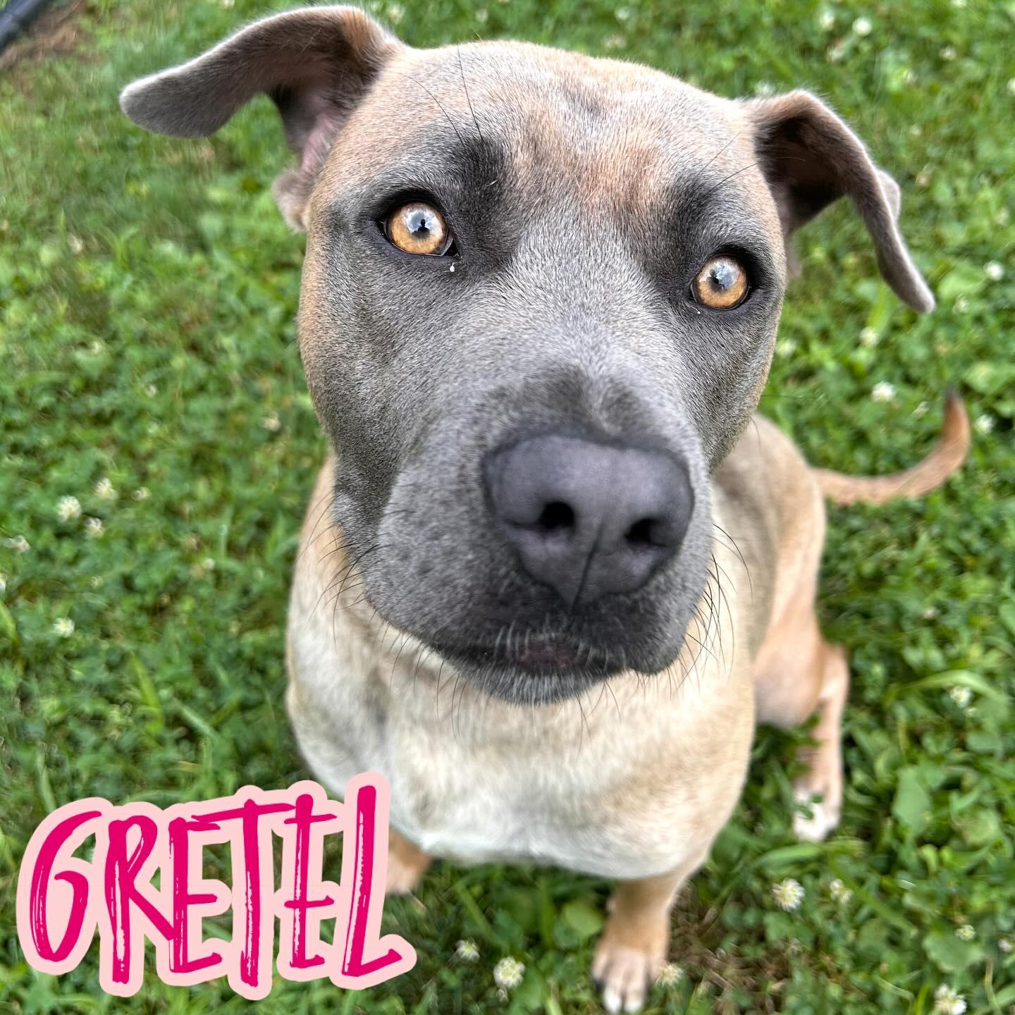 Enlarge Gretel Tag #2216, an adoptable mixed breed in Central Islip, NY image 1/1