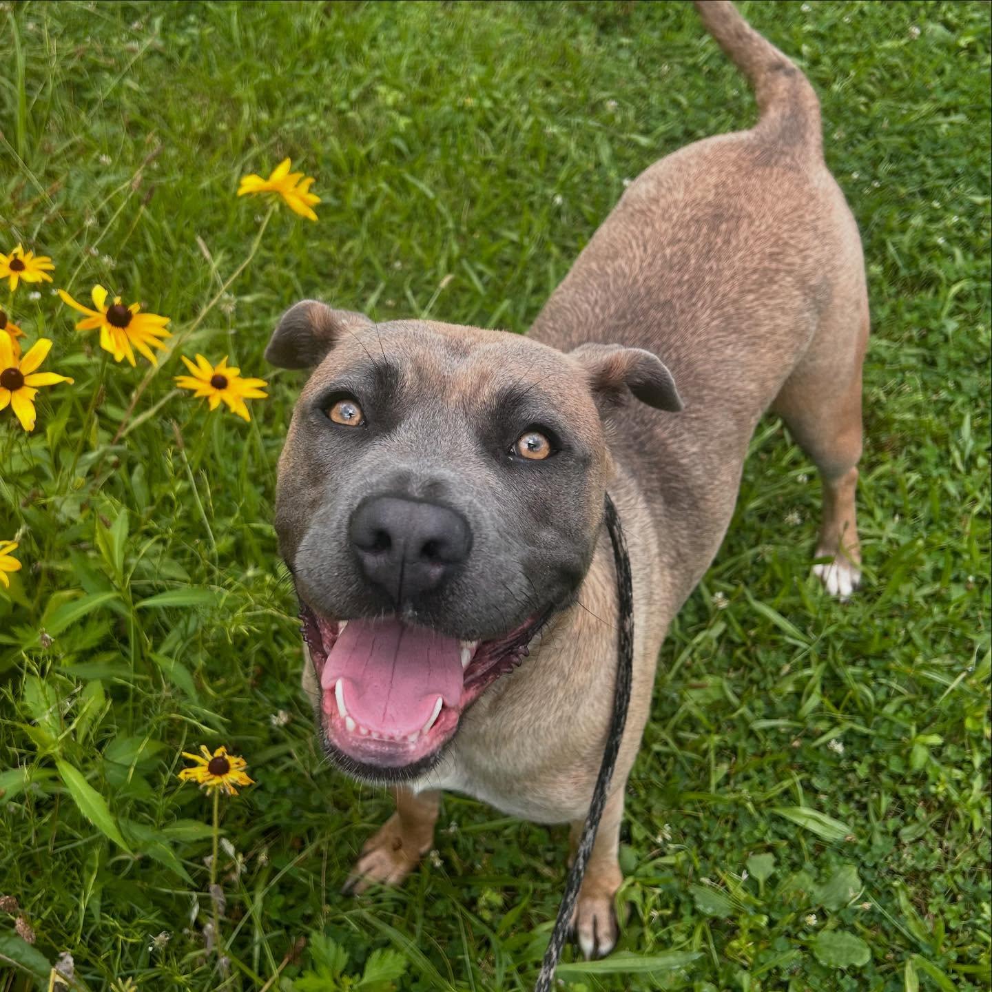 Gretel Tag #2216, an adoptable mixed breed in Central Islip, NY image 2/3