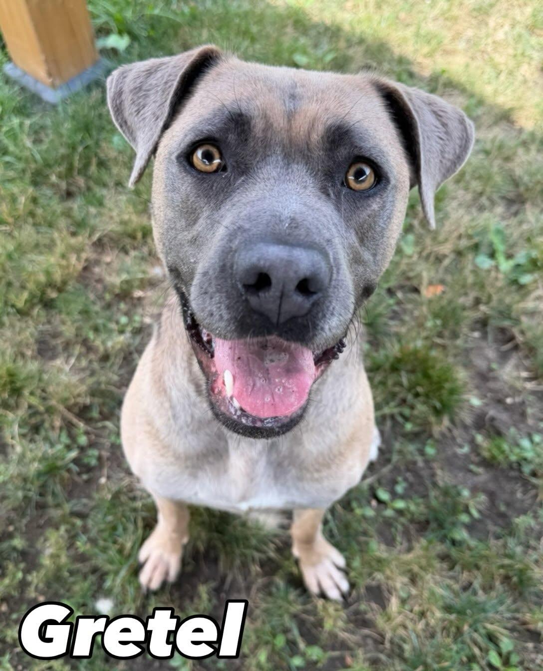 Gretel Tag #2216, adoptable, Young Female Pit Bull Terrier.
