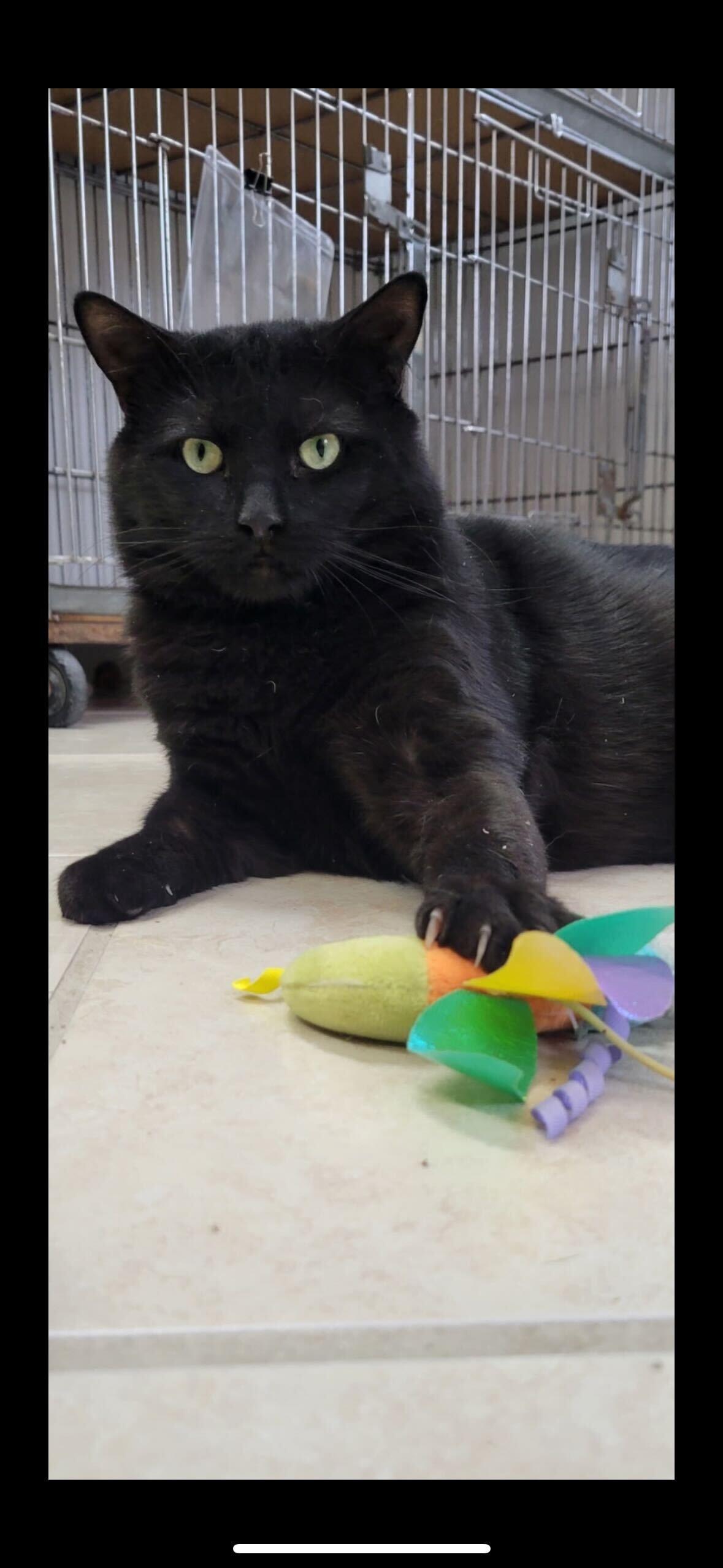 Crab Rangoon- appointment only!, Adult Male Domestic Short Hair