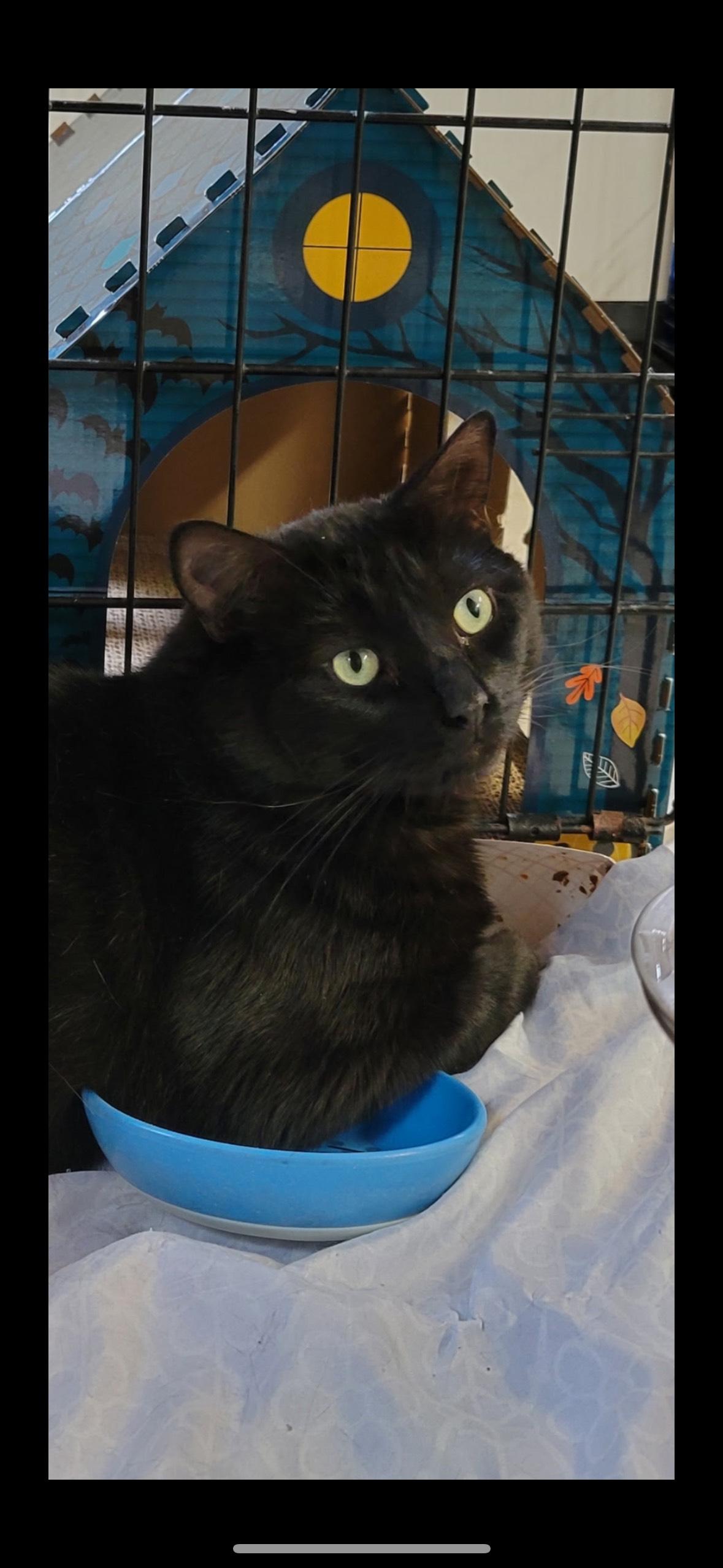 Crab Rangoon Appointment Only! thumbnail 6