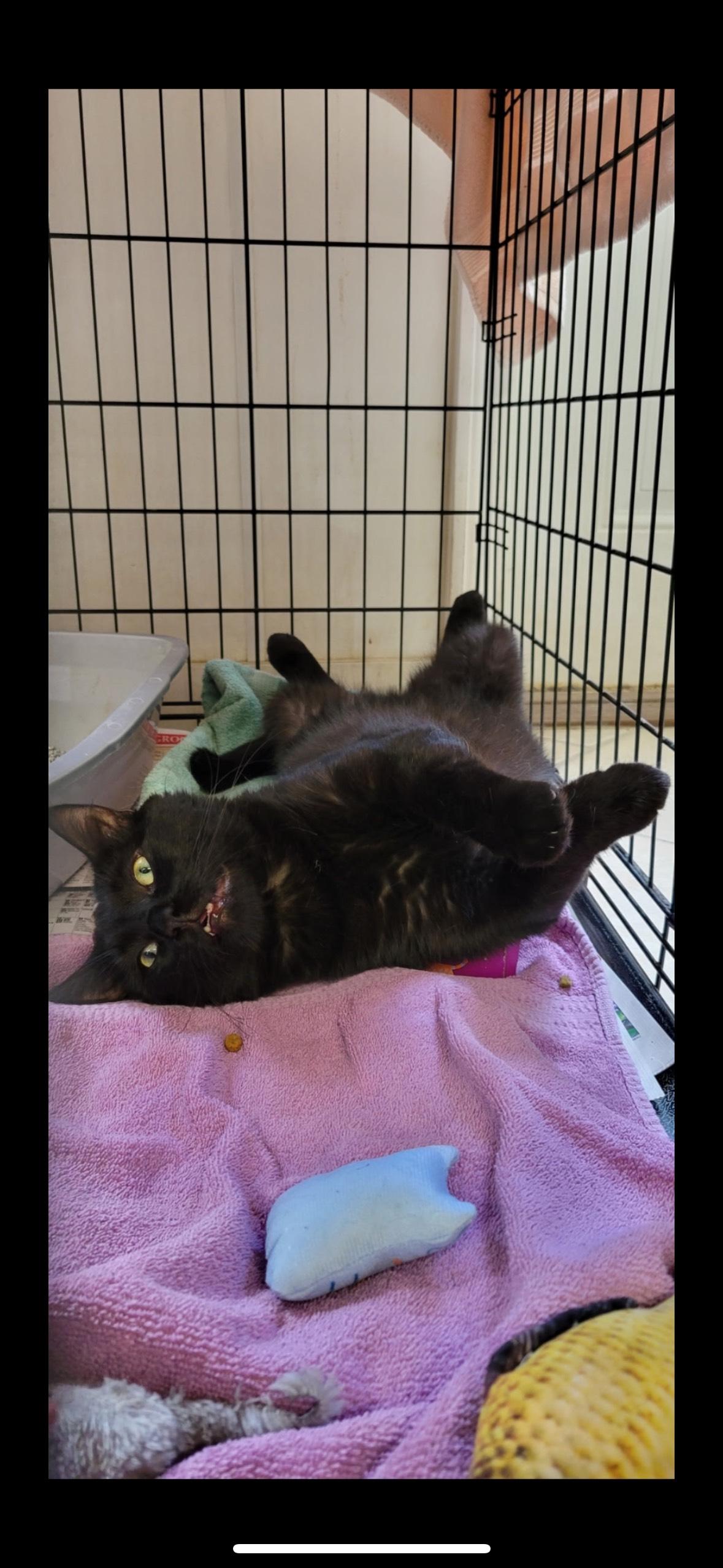 Crab Rangoon Appointment Only! thumbnail 5