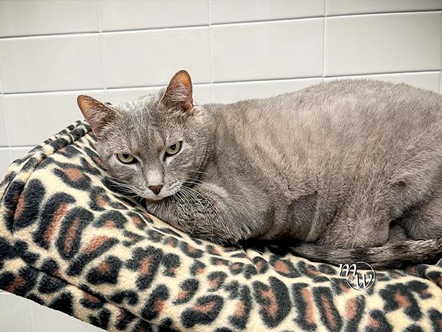 Enlarge FLUFFY, a Adoptable mixed breed in Omaha, NE image 1/1